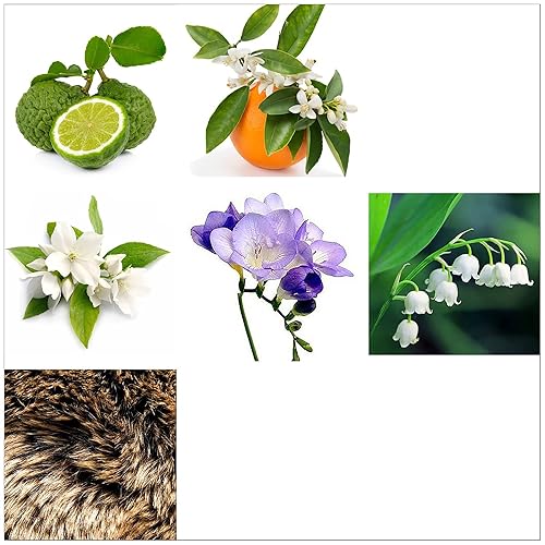 Miniatura 3 de Rachel Zoe Instinct Eau De Parfum Spray  Spray corporal de fragancia floral para mujeres  Bergamota, jazmín y almizcle  Perfume de diseñador para