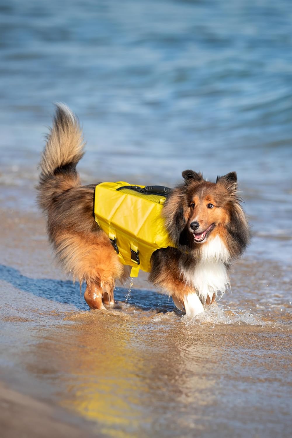 NOAH & PAW Dog Life Jacket, Human Standards Lifejacket Design, Dog Life Vest for Swimming and Boating, 3X Foam Support for Max Floating, Breathable Mesh, Salvavidas para Perros, Size M