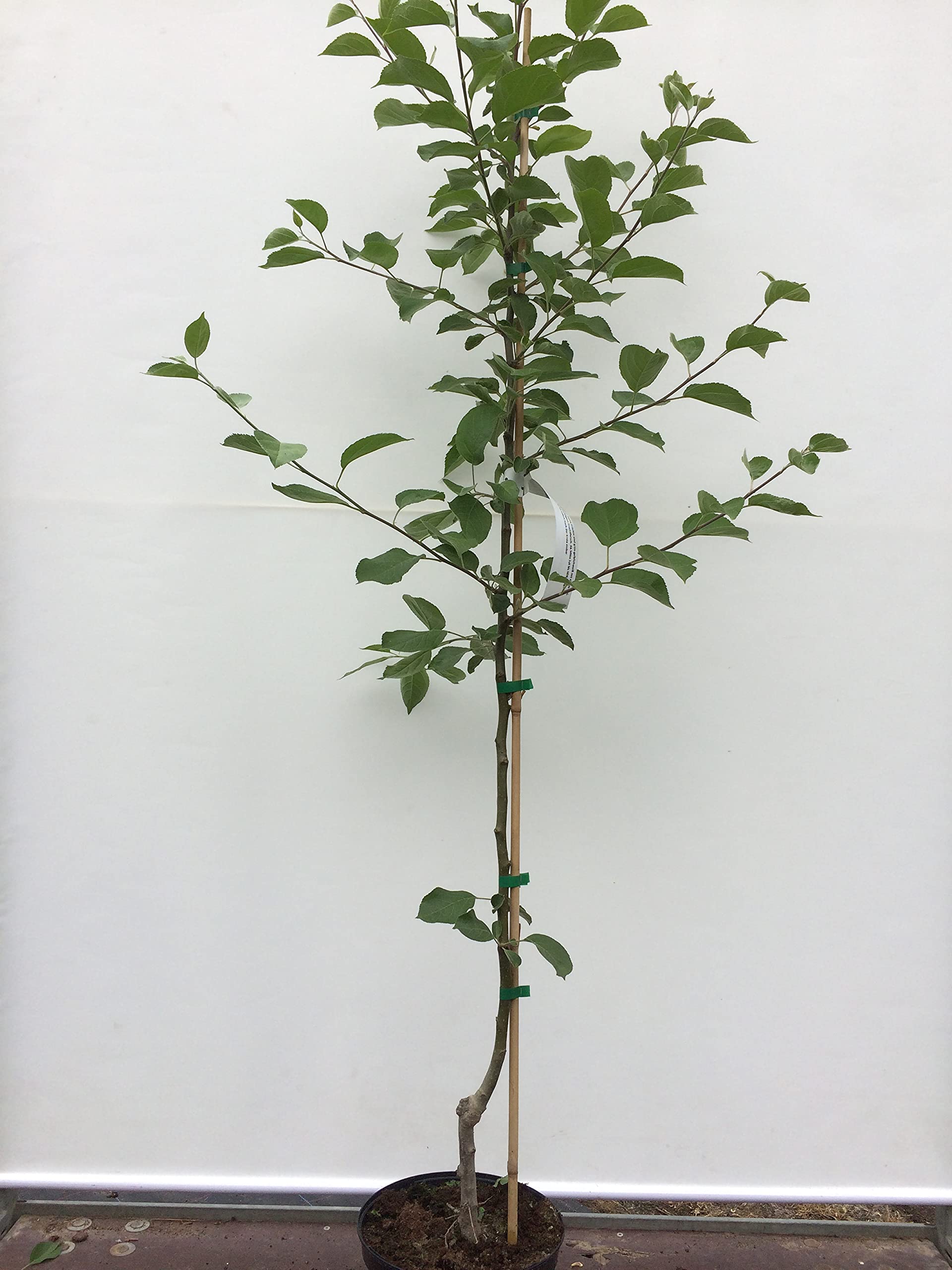 Apfel Belij Naliv, Sommerapfel, Zwergapfelbaum, Apfelbaum ca.180/200 cm, Белый Налив