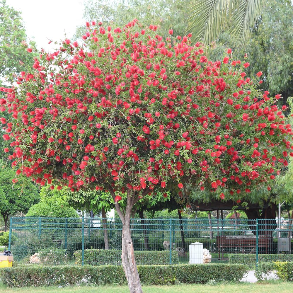YouGarden Callistemon Red Star Standard, 2 x Reblooming Bottlebrush Plants, Vivid Crimson Evergreen Drought Tolerant Compact Shrubs, Pair of 20cm Pots, Ready To Plant