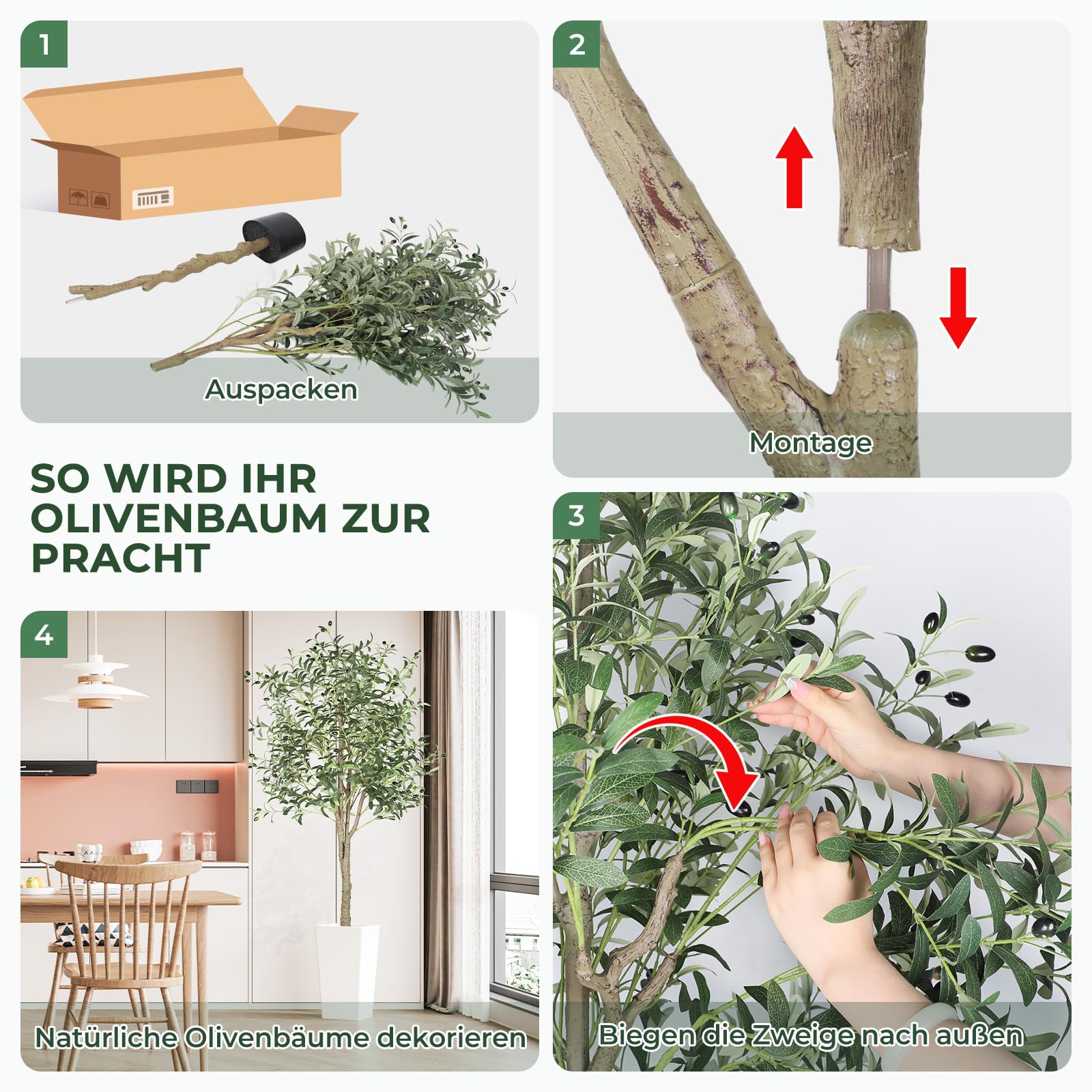 wann olivenbaum pflanzen Olivenbaum 40 Jahre alt . 160cm Höhe – toskanagartenshop main image 1