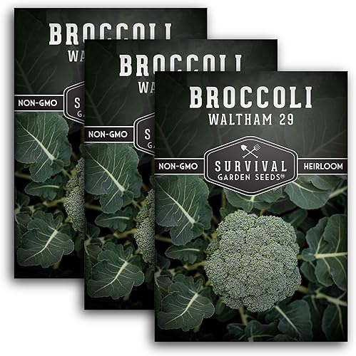 Waltham - Semillas de brócoli 29 para plantar, paquete con instrucciones para plantar y cultivar brócoli en clima fresco en tu hogar, variedad de