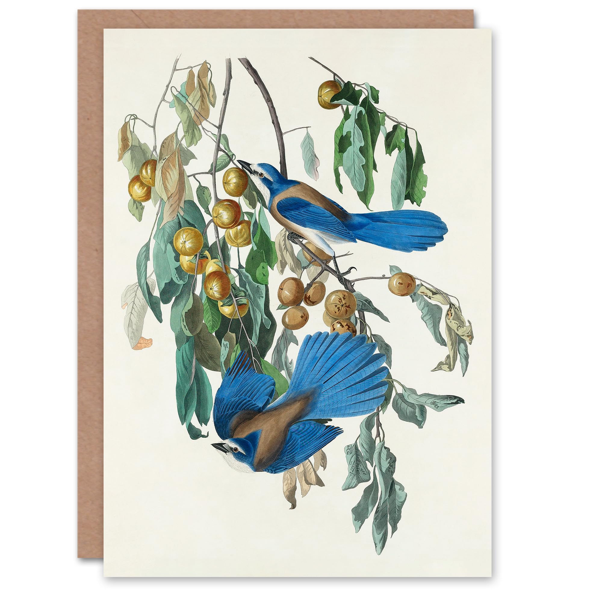 Artery8 John James Audubon Art Card Florida Jay and Persimmon Tree