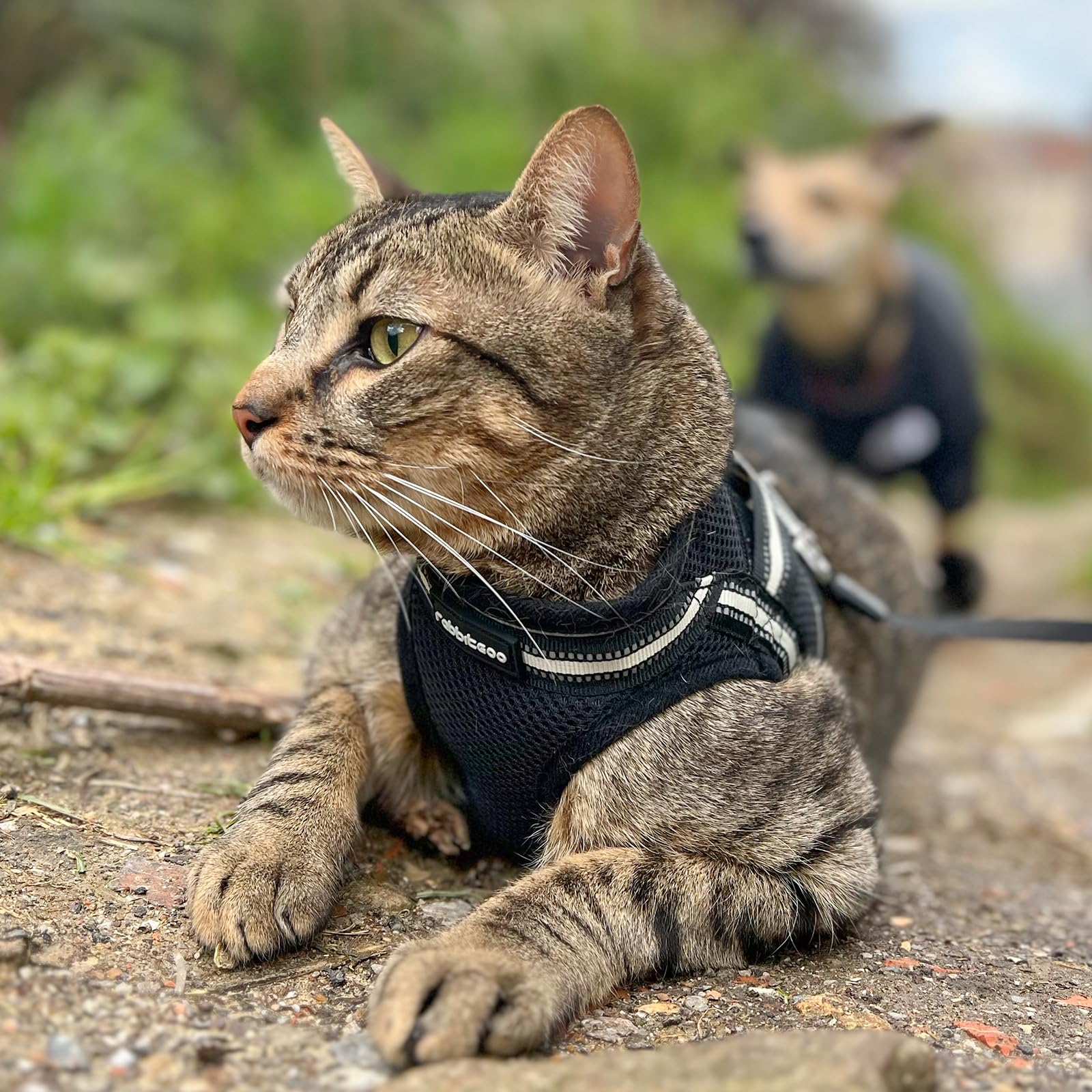 rabbitgoo Cat Harness and Leash Set for Walking Escape Proof, Adjustable Soft Kittens Vest with Reflective Strip for Cats, Comfortable Outdoor Vest, Black, Small — view 9