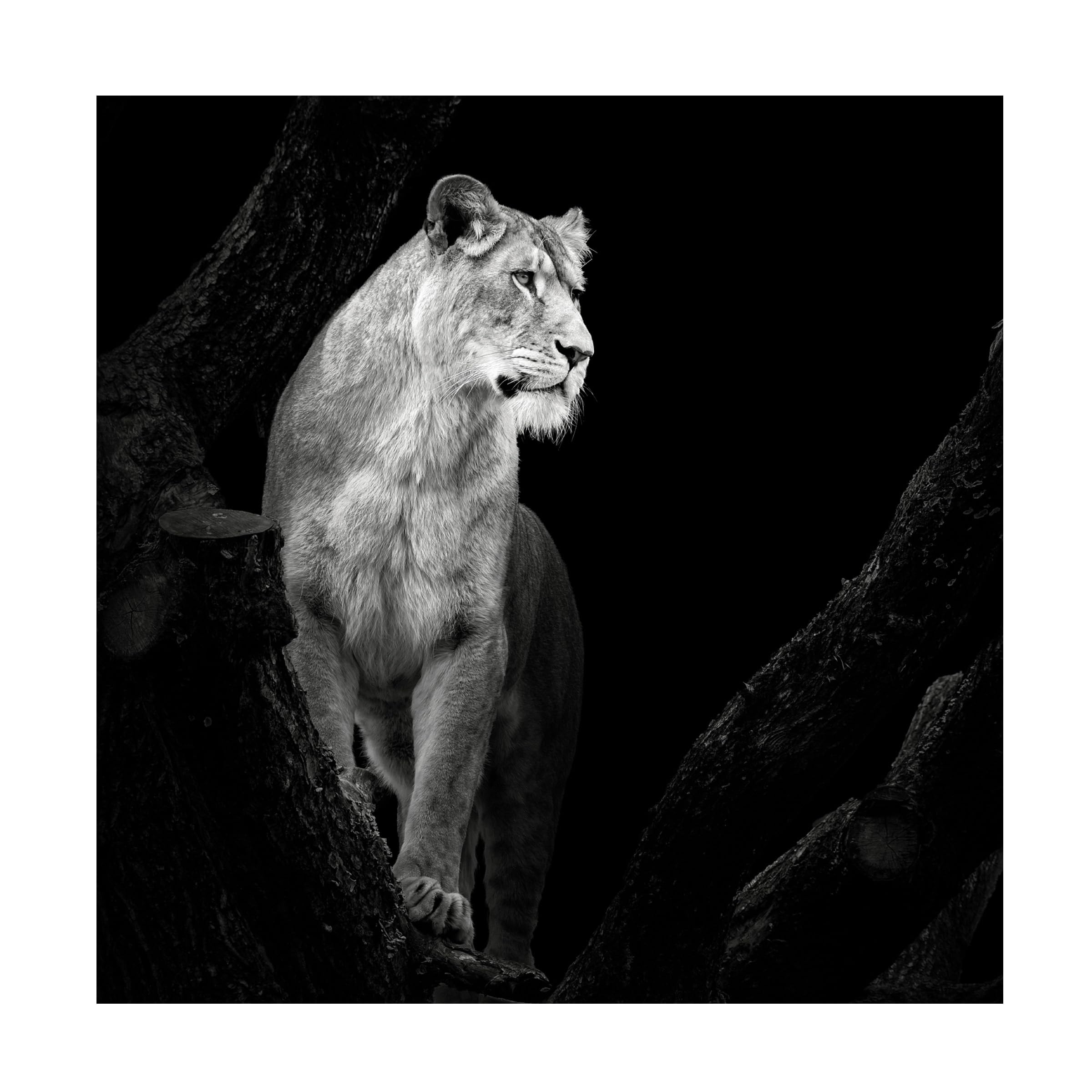 Trademark Fine Art Canvas Wall Art - Christian Meermann Lioness Wall Art for Living Room Bedroom or Office