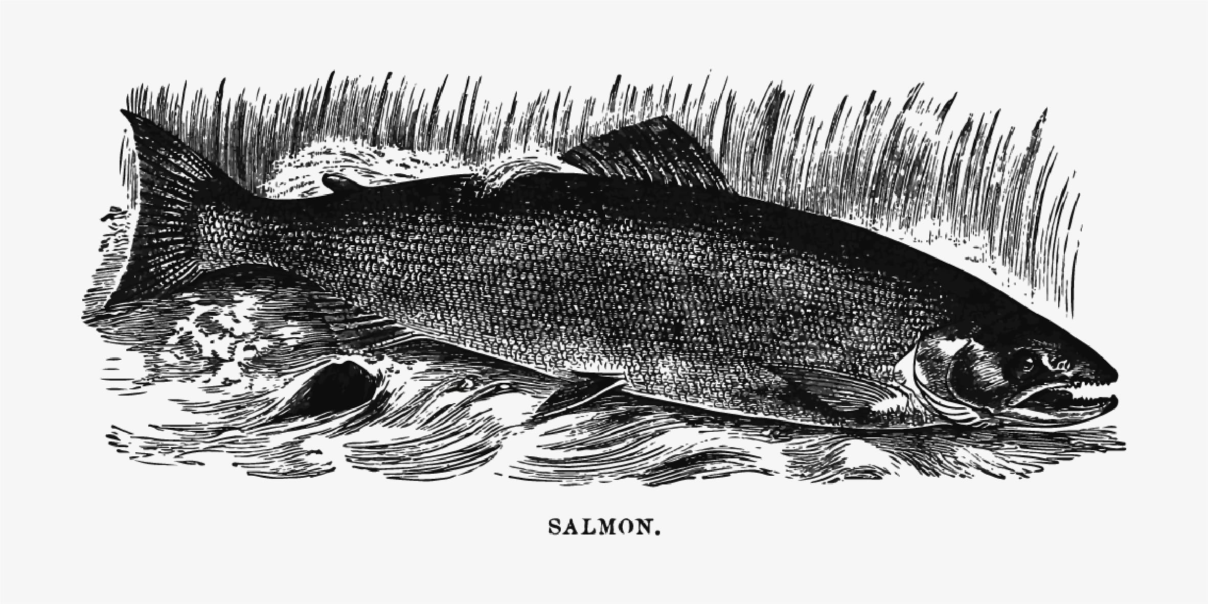 【版画風】サーモン 鮭 釣り フィッシング 照明 看板 置物 雑貨 ライトBOX 版画風】サーモン 鮭 釣り フィッシング 照明 看板 置物 雑貨