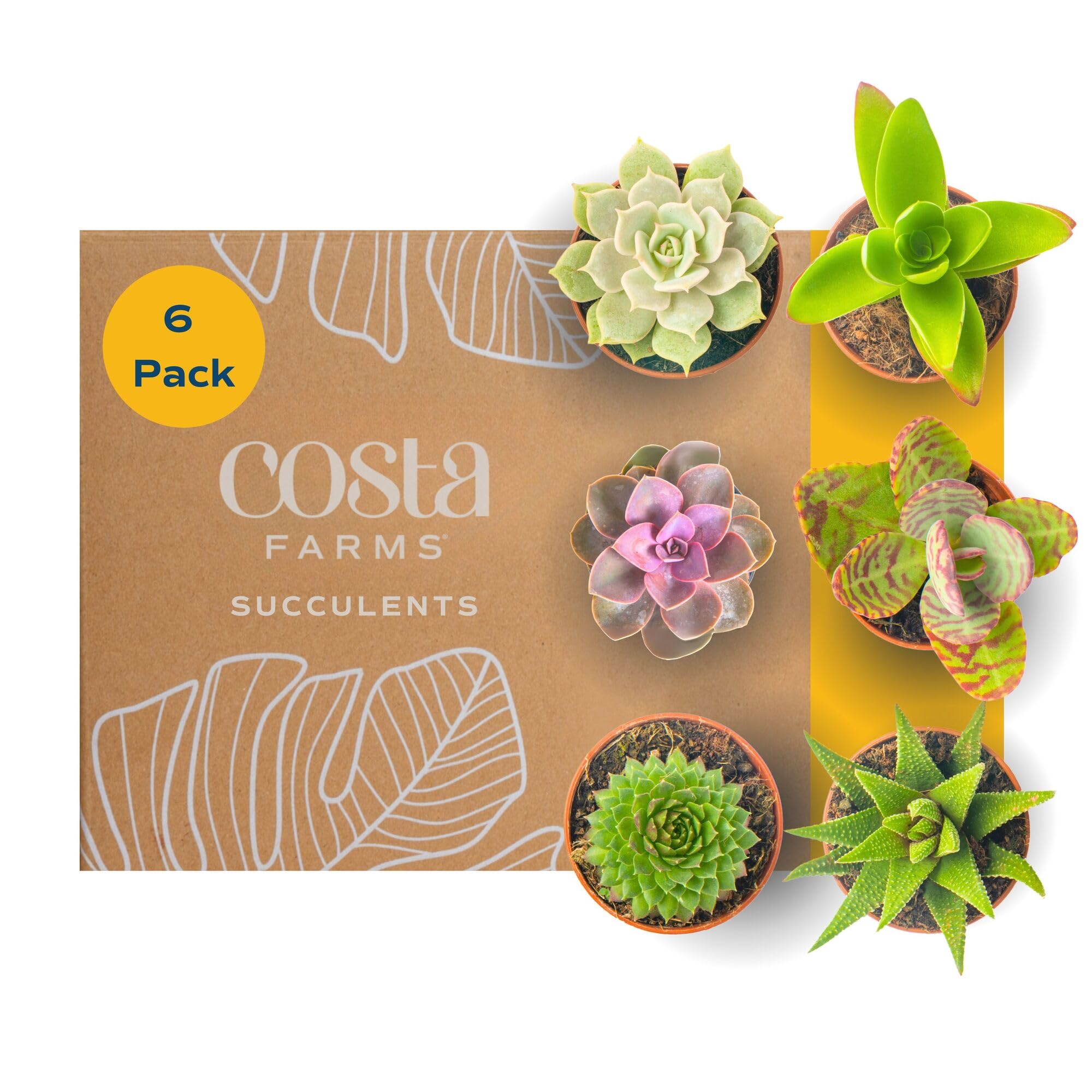 Costa Farms Mini Succulent Live Plants in Plastic Pots