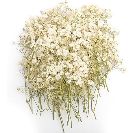 Babys Breath Dried Flowers: 100 Stems of Natural Beauty