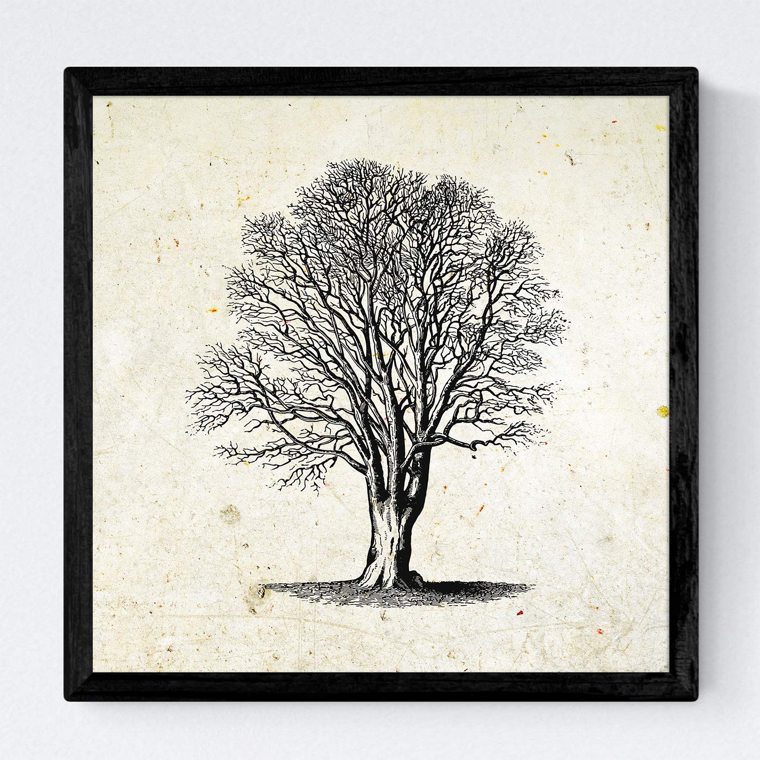 Nacnic Set de cuatro láminas de arboles. Arboles sin y con hoja en tamaño 20x20 cm, fondo papel antiguo vintage Poster papel 250 gr y tintas de alta calidad. Con Marco