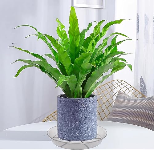 Miniatura 5 de Paquete de 6 bandejas de goteo para plantas de 7 8 pulgadas, bandejas de drenaje de plantas, macetas de plástico resistente y resistentes para