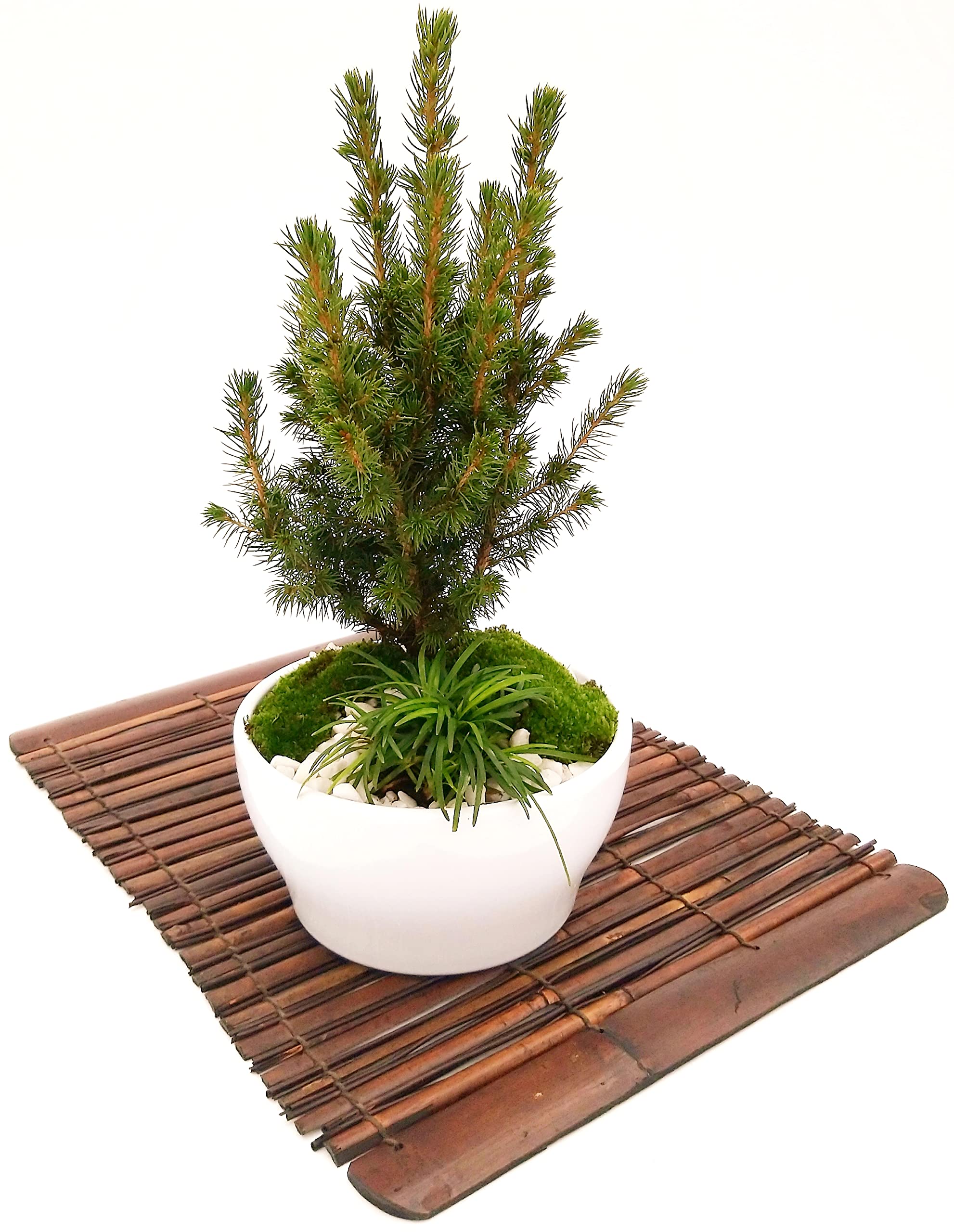 POWERS TO FLOWERS - ABETE BONSAI IN CIOTOLA CERAMICA BASSA, CON OPHIOPOGON, MUSCHIO E DECORAZIONI, CONIFERA BONSAI, CIPRESSO, CORREDATO CON STUOIA IN LEGNO, piante vere
