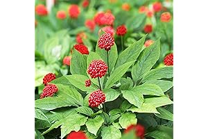 25Pcs American Ginseng Seeds: Cultivate Your Own Wild Ginseng with American Ginseng Panax Seeds