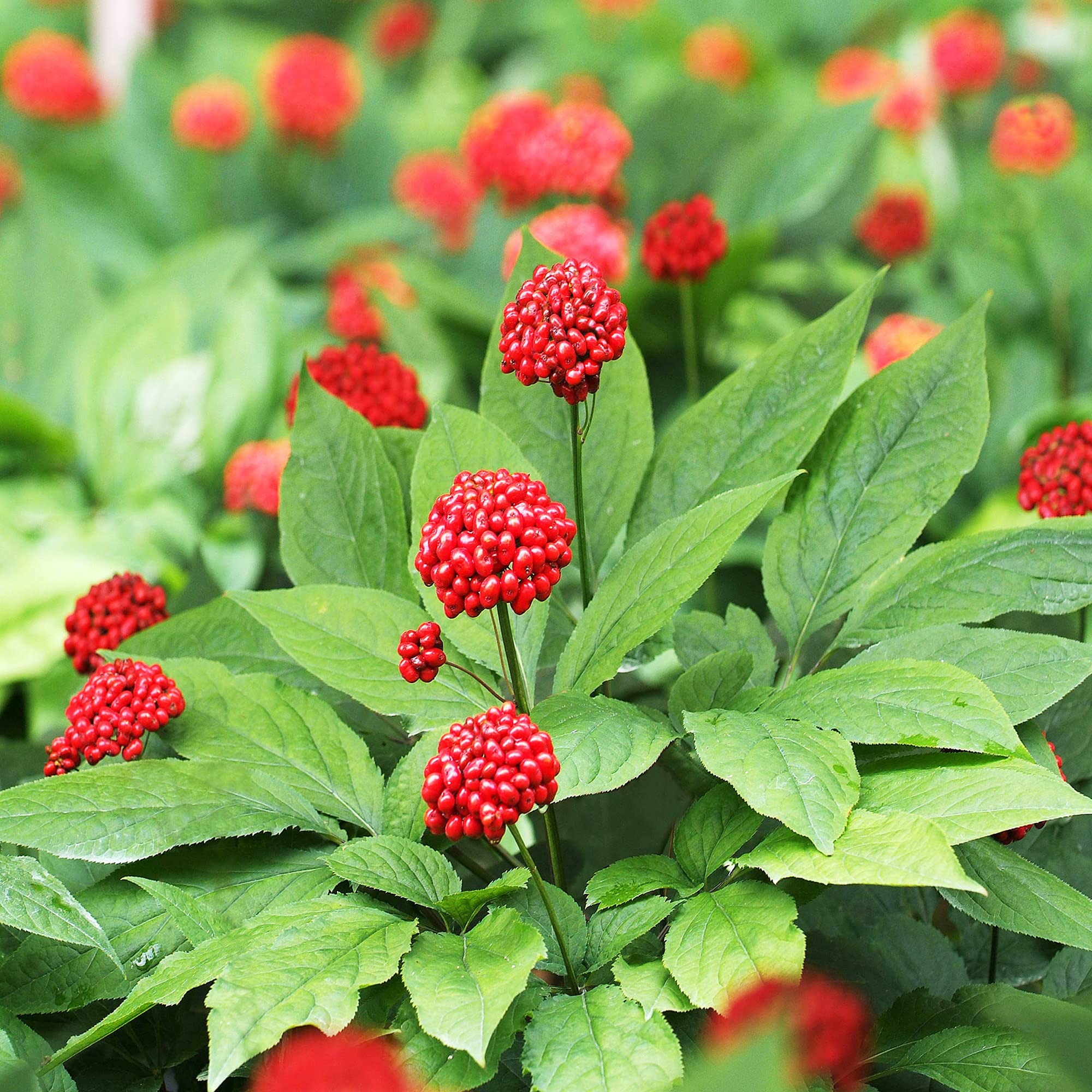 25Pcs American Ginseng Seeds Panax Quinquefolius Non-GMO Heirloom All Nature Harvest Grow Your own Wild Ginseng by YEGAOL Garden