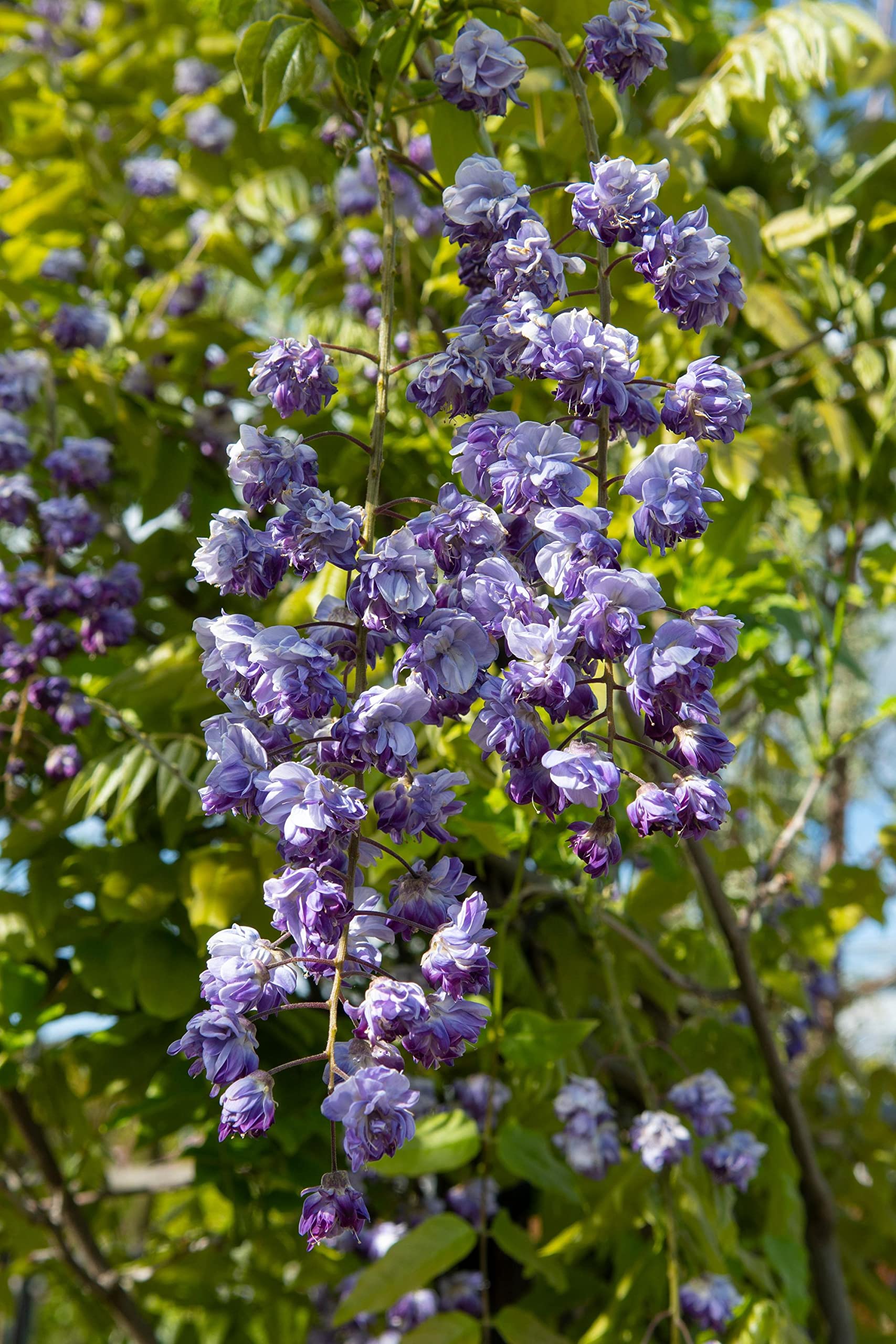 Chinesischer Blauregen (Wisteria floribunda Black Dragon) - Hhe: 65 cm -  Hecken & Strucher von Botanicly : Amazon.de: Garten