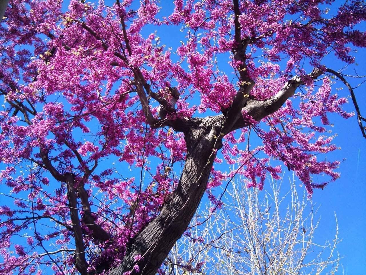 Cercis siliquastrum "Albero di Giuda" pianta in vaso 4 litri h 50/70 cm Vivaio di Castelletto