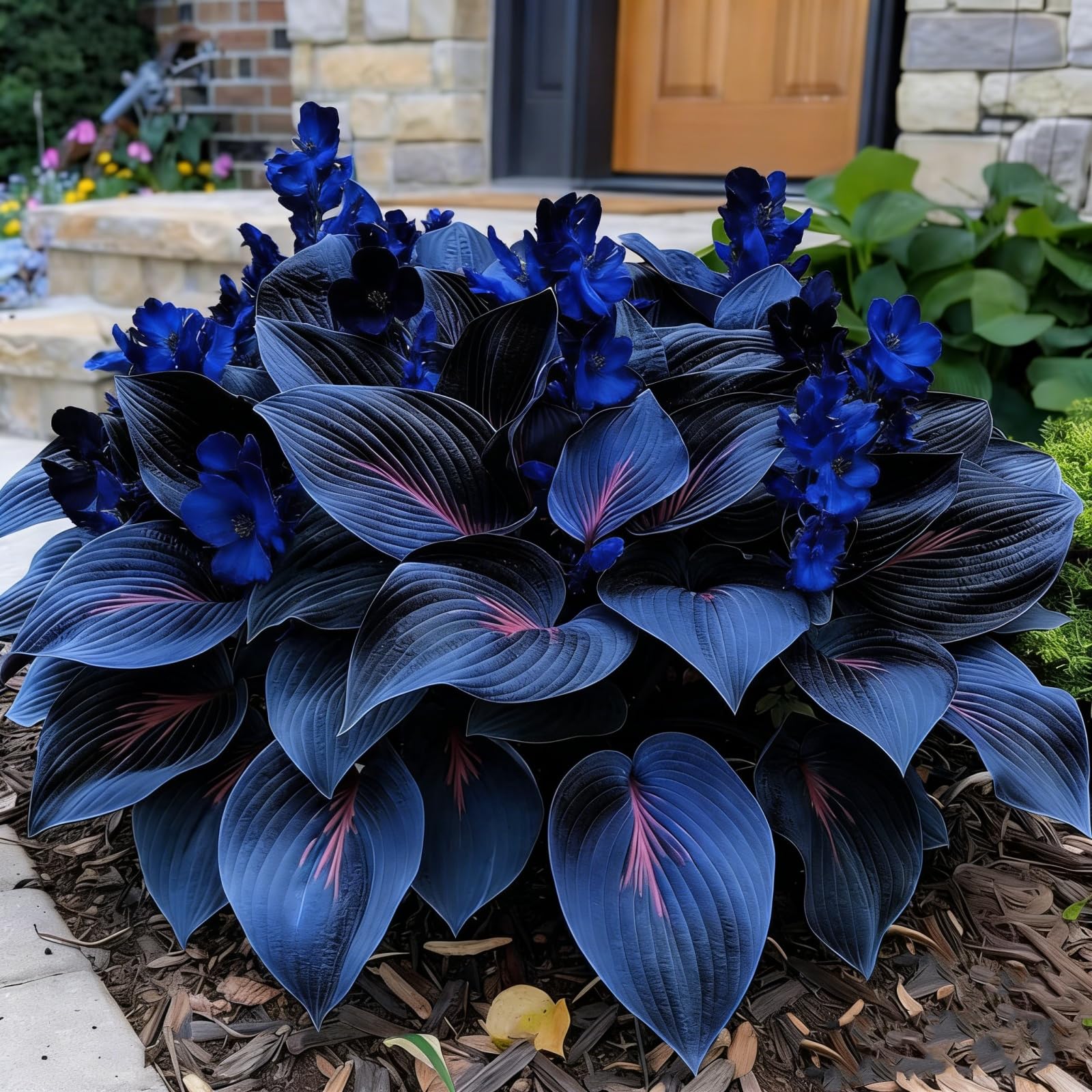 Midnight Blue Hosta, resistente al freddo e alla siccità: una selezione di hosta adatte per decorare giardini e balconi.-15bulbi-C