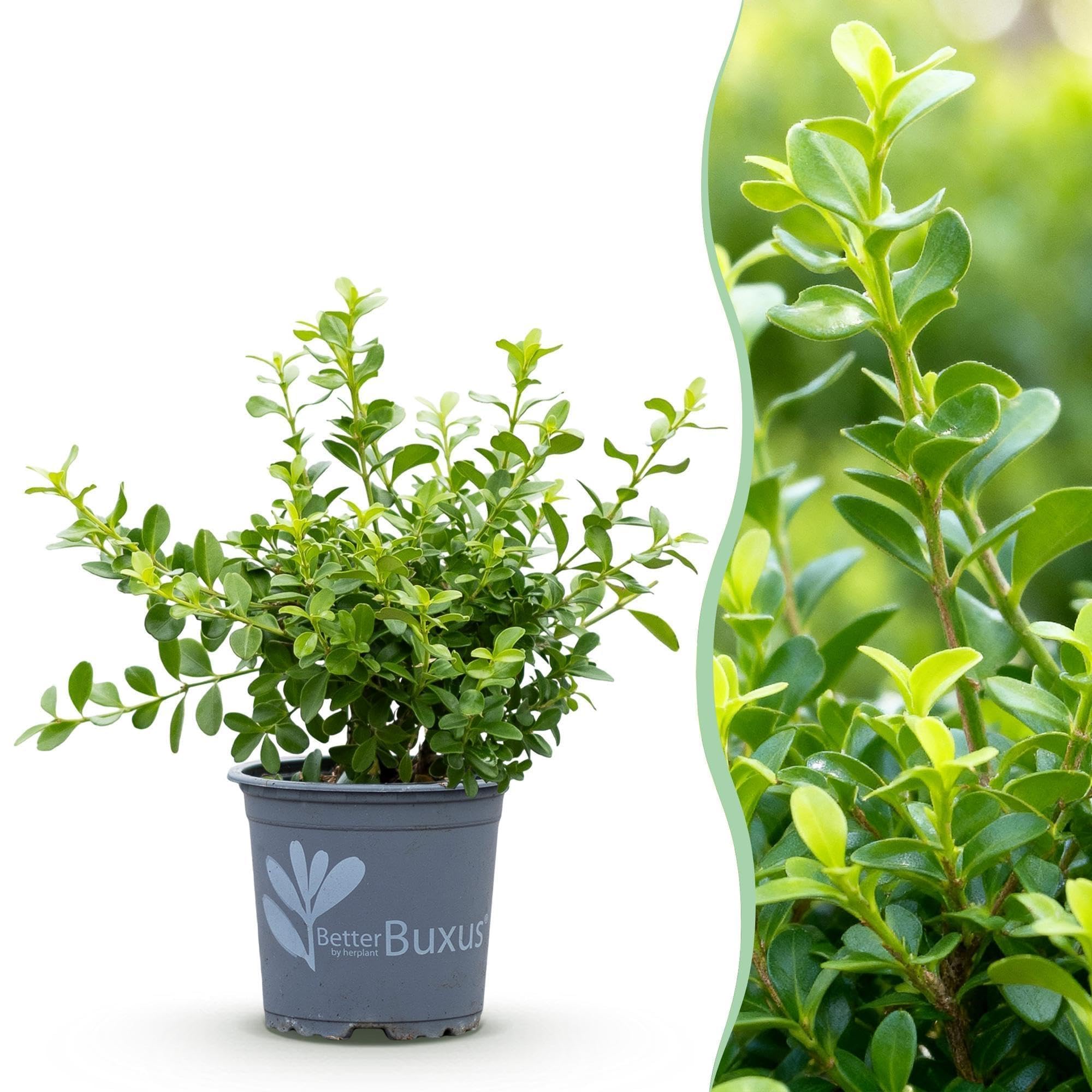 Piante di Bosso Sempreverde per Siepe, Verde, Set da 8 Pezzi, Vaso 9 cm