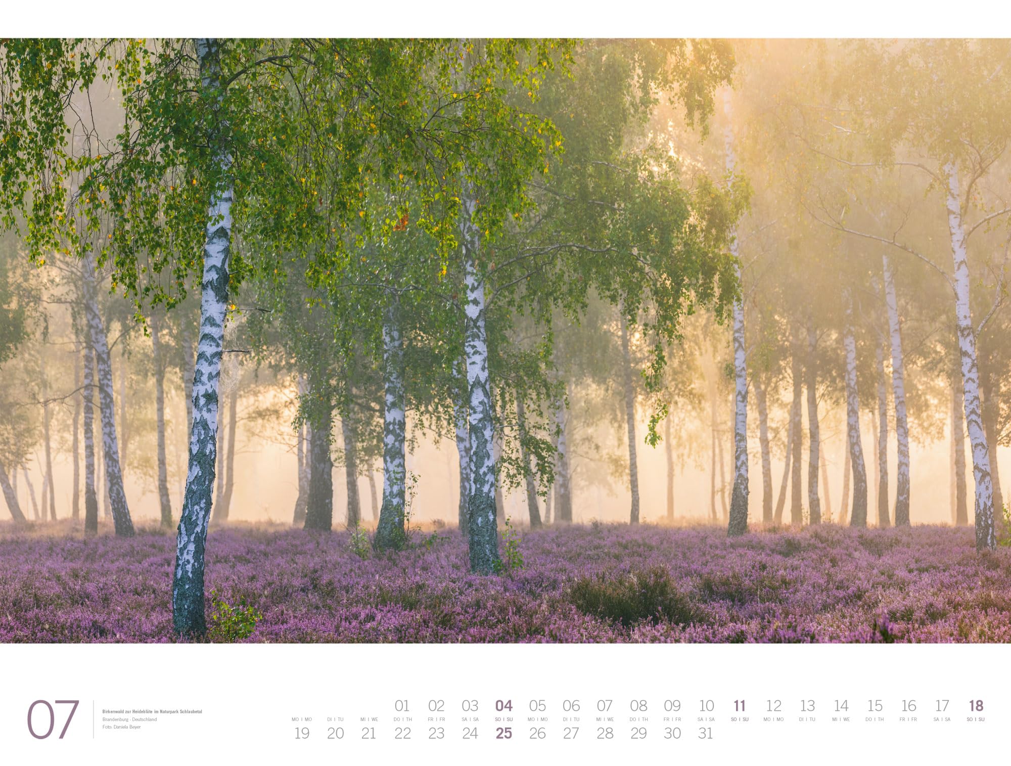 Wald Gallery Kalender 2027: Geschmackvoller Natur-Kalender im großen Querformat (66x50 cm) | Wälder und Bäume im Großformat