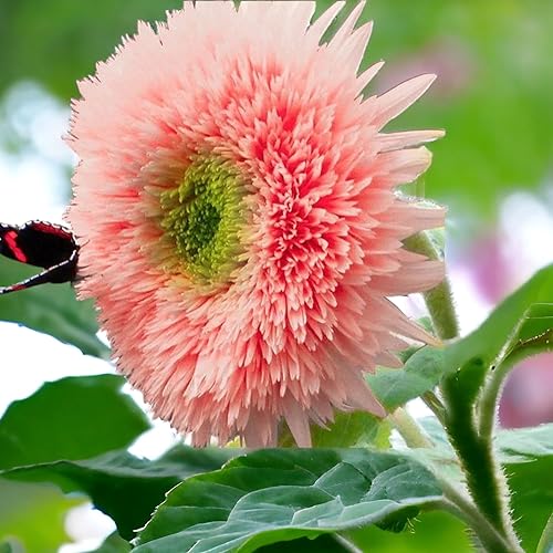 Miniatura 3 de 50 semillas de girasol Pink Pooh, flores rosas únicas, sin OMG, reliquia, orgánicas, ideales para zonas 5-10