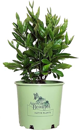 American Beauties Native Plants Viburnum nudum 'Winterthur' (Witherod) arbusto, recipiente de 3 tamaños, flores blancas con fruta azul