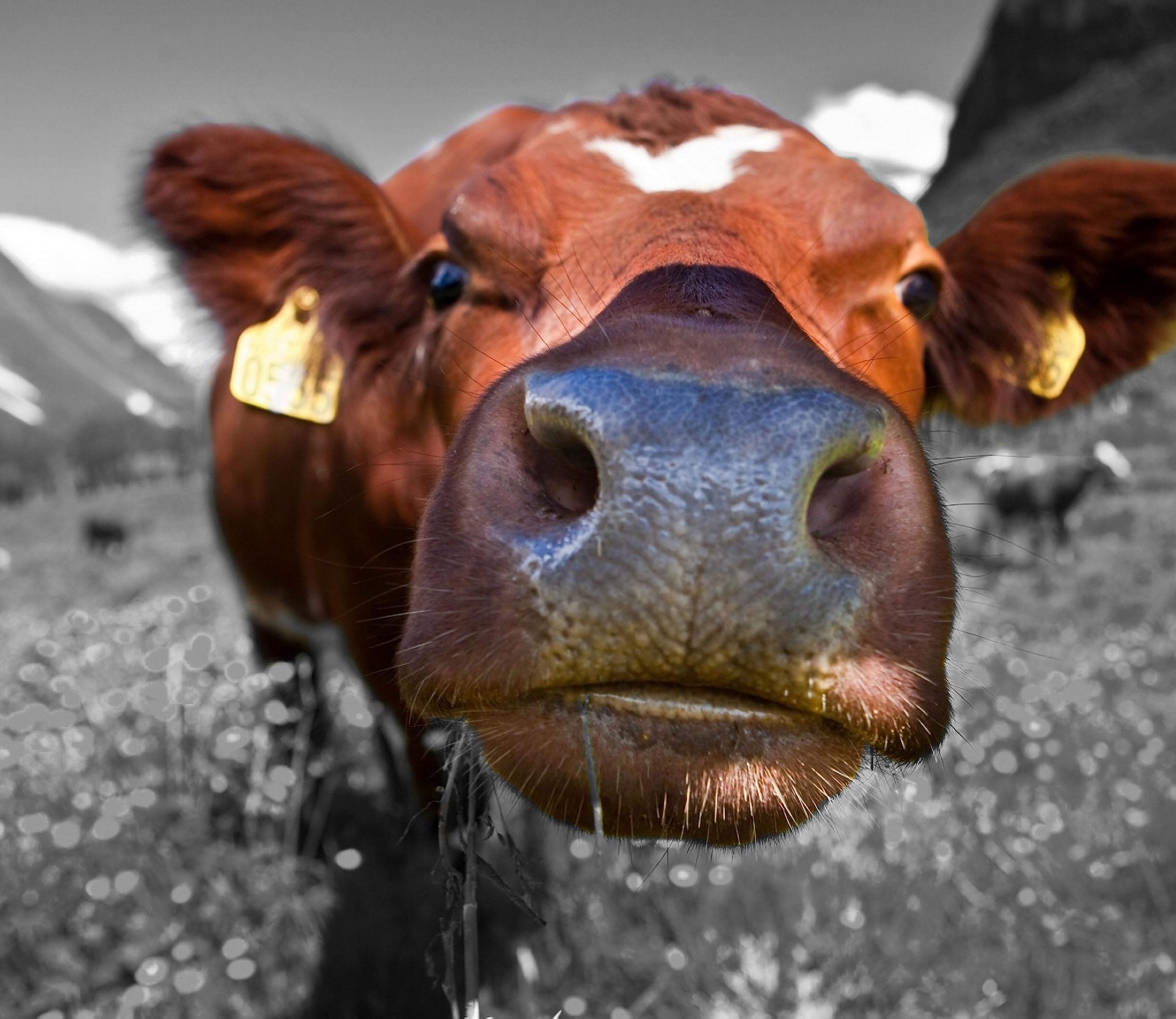 ausgewachsene Kuh auf Bergwiese Herdabdeckplatte & Spritzschutz aus Echtglas | Für Herd-Kochfelder | 60x52 cm