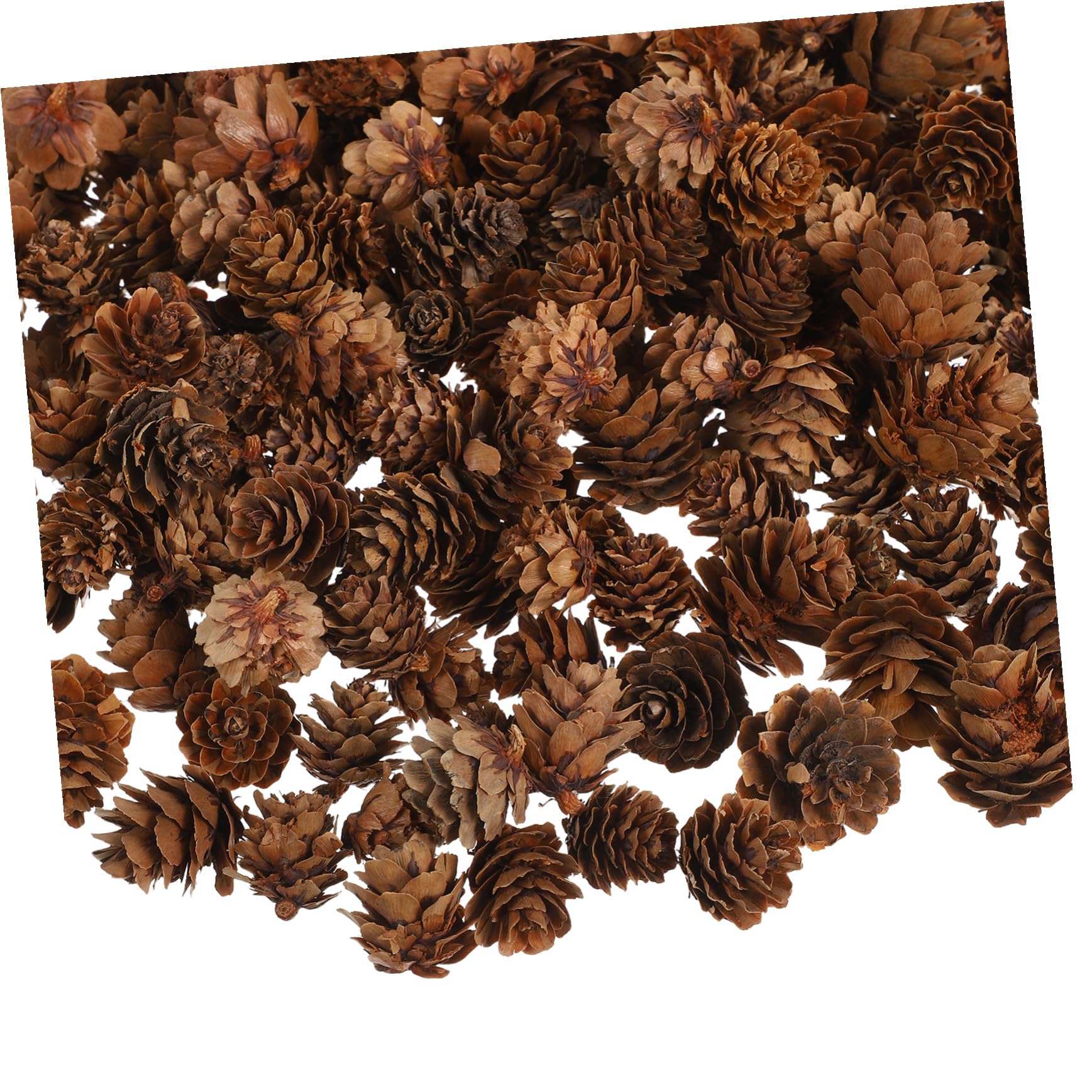 TOYANDONA Mini-tannenzapfen für Dekoration Natürliche Tannenzapfen für Weihnachtsdeko Bastel-tannenzapfen für DIY-projekte Tischdeko für Weihnachten Tannenzapfen für Kränze
