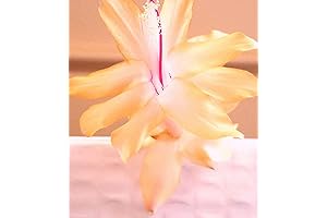 2 Unrooted Cuttings Christmas Cactus Thanksgiving Cactus ~ Very Rare Yellow Variety