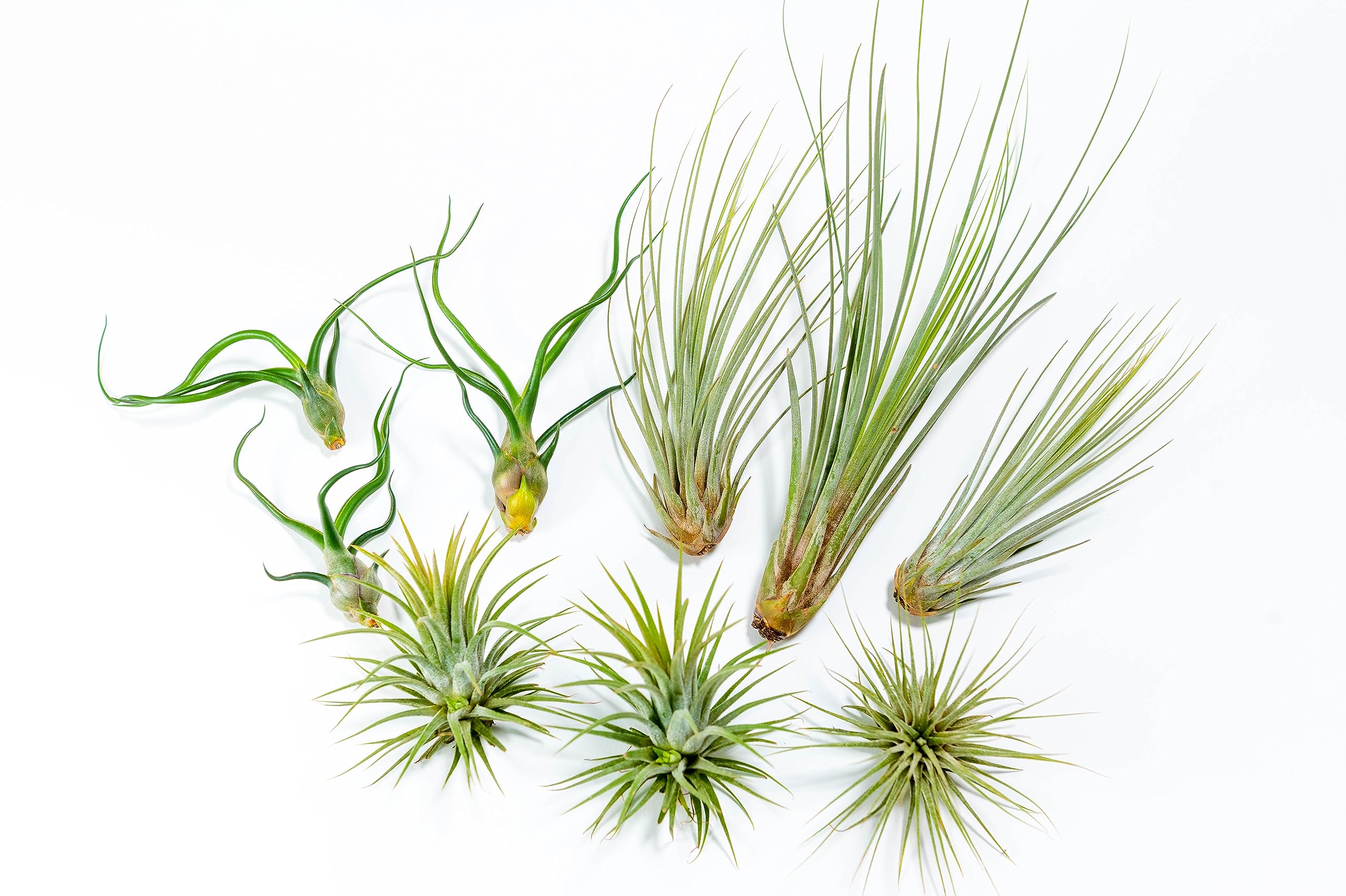 PACK Piante d'aria - Tillandsia Ionantha, T. Bulbosa, T. Juncea - Piante da fiore naturali - Esterno e Interno (9)