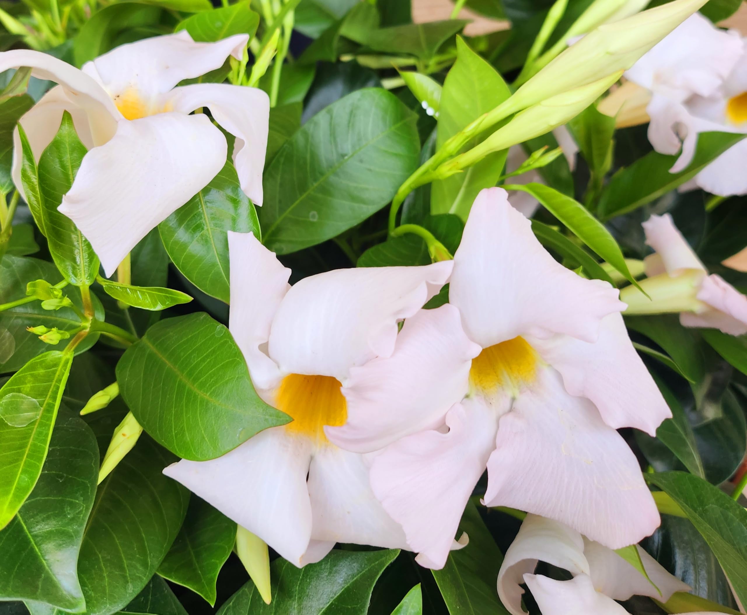 POWERS TO FLOWERS - DIPLADENIA BIANCA VASO 14CM DIAMETRO, 6 PIANTE, piante vere