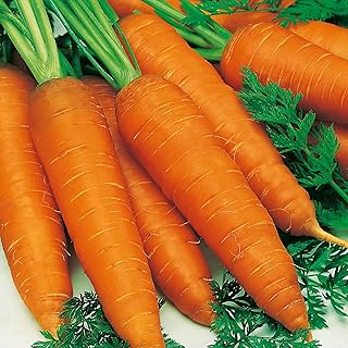 Suttons Carrot Seeds - Autumn King 2, Vegetable Seed, Approx. 1100 Seeds per Pack, Grow Your own, Ideal for Beds and Borders and Greenhouses