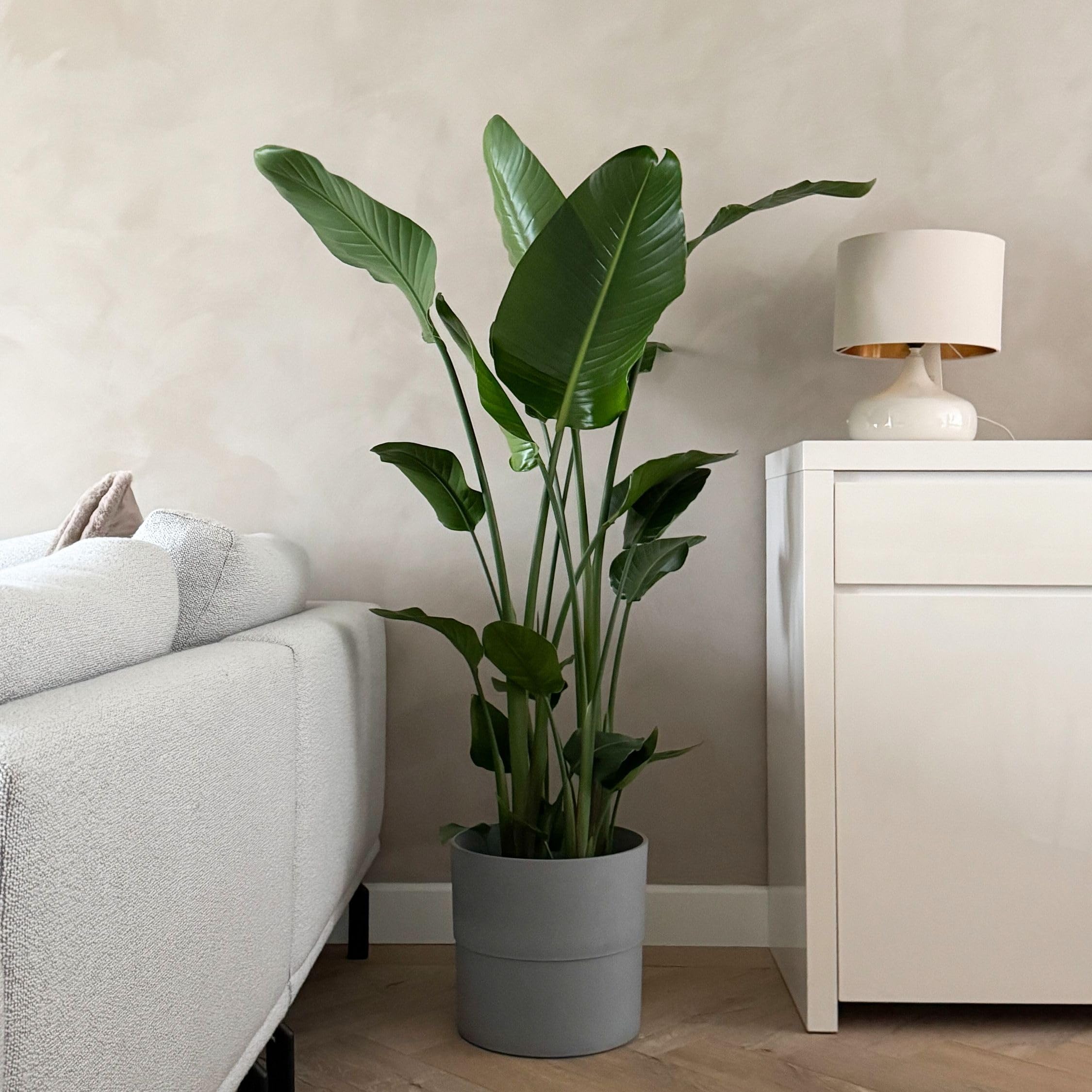Beste Strelitzia Aanbiedingen & Verzorgingstips Beste Strelitzia Aanbiedingen & Verzorgingstips