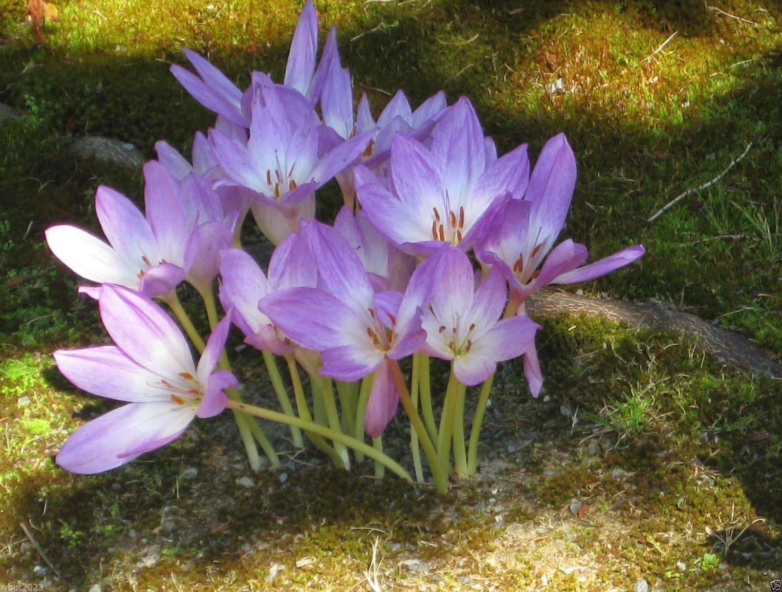 Meadow Saffron Flower Seeds,Colchicum autumnale, Naked Ladies,Biennial(30 Seeds)