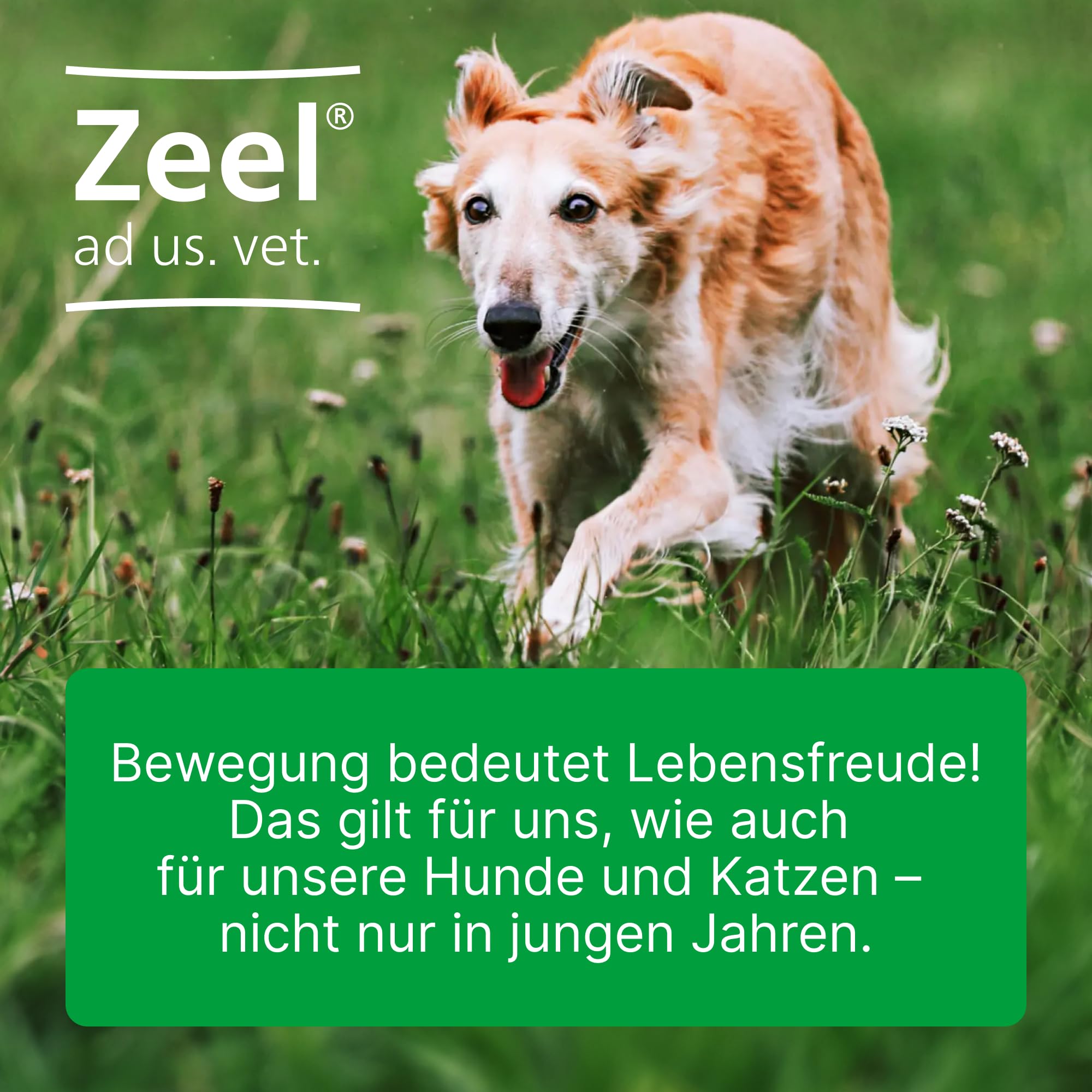 Zeel LT ad us. vet. 2x100 Tabletten - Natürliches Tierarzneimittel | Unterstützung für langfristige Beweglichkeit, für u.a. Hunde, Katzen und Pferde, Made in Germany