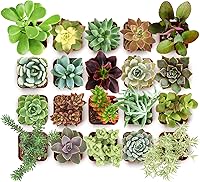 Shop Succulents Collectors Pack: 20 Live Mini Succulents, Low Maintenance, Unique Colors & Textures for Weddings, Gifts, Gardens