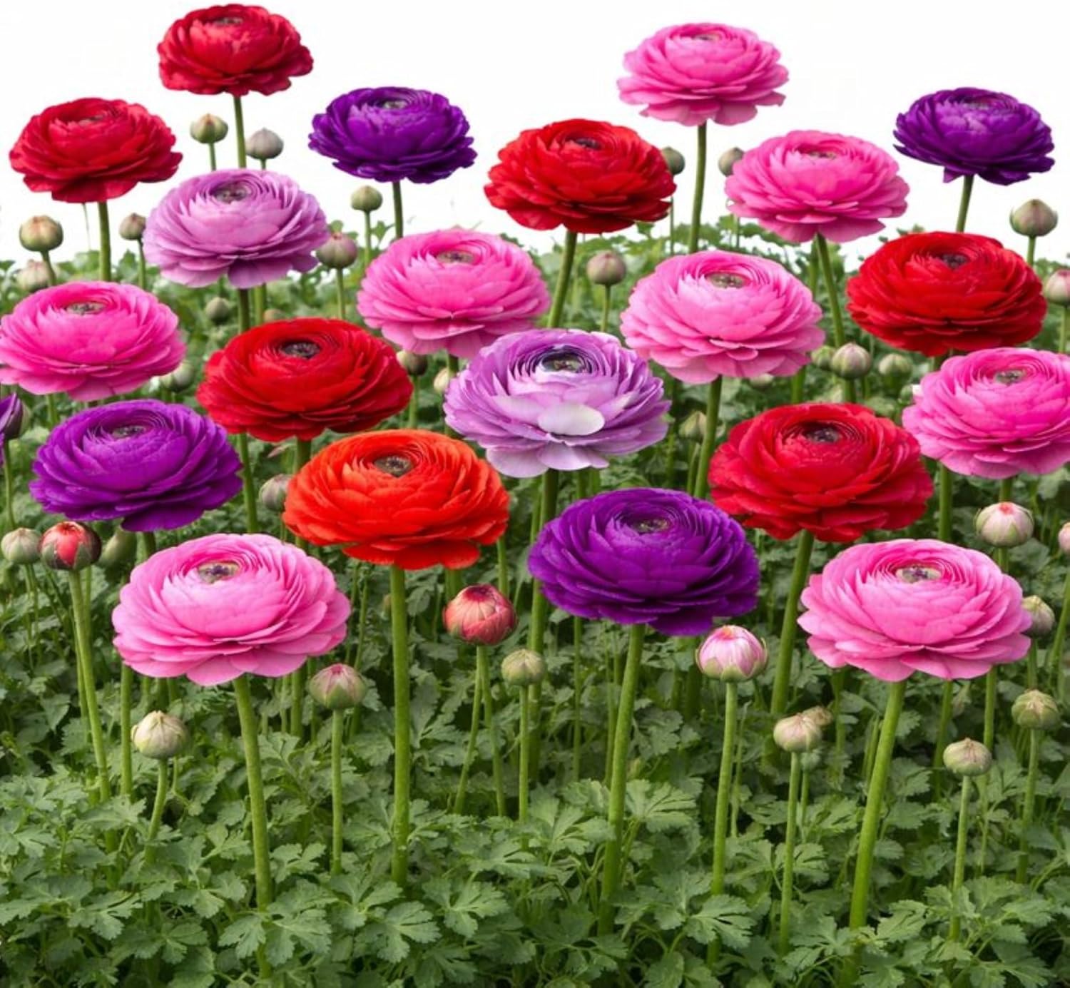 Easy to Grow Ranunculus Tecolote Flower Fields Collection 30 Plant Bulbs - Colorful Flowers in Spring Full Sun Temperate Climate