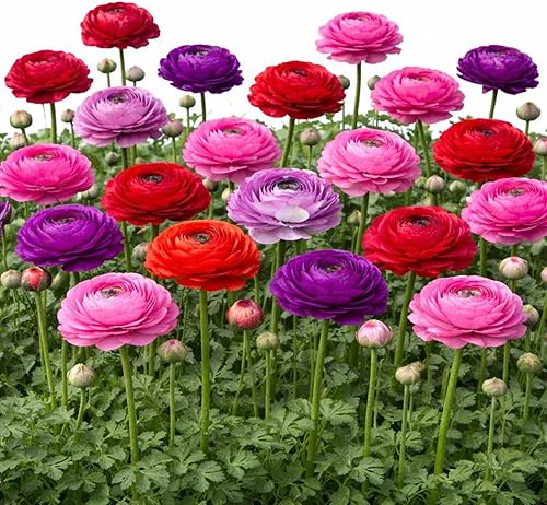 Easy to Grow Ranunculus Tecolote Very Berry Collection 30 bulbos para plantas, flores rosas, moradas y rojas, primavera, pleno sol, zonas