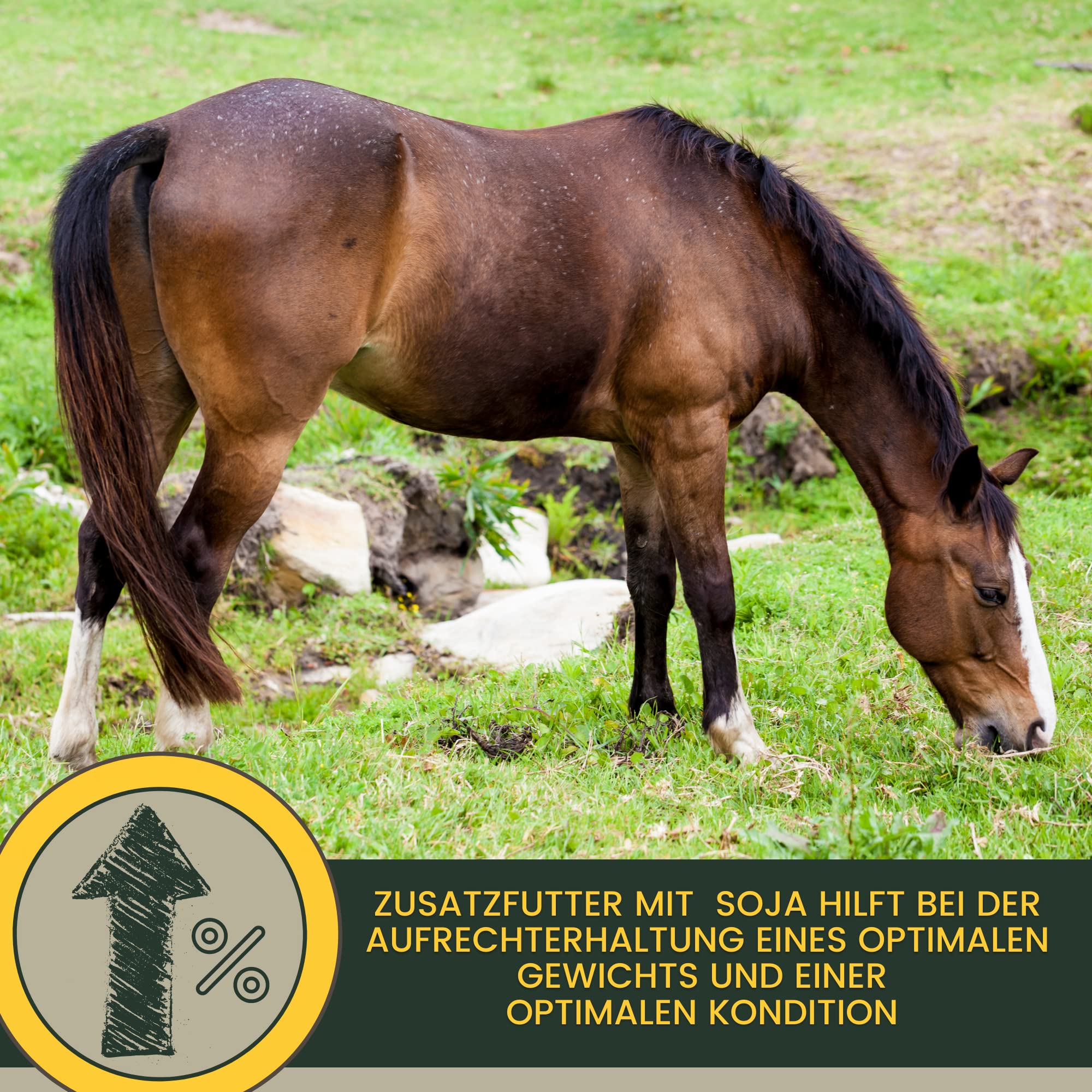 Mangime per cavalli + Amino Booster 6Kg 30ml Polvere per l'accrescimento muscolare + estrazione di soia Grist Horse I Vitamina E Selenio Horse, Biotina Zinco I Muscle Plus proteine per la muscolatura