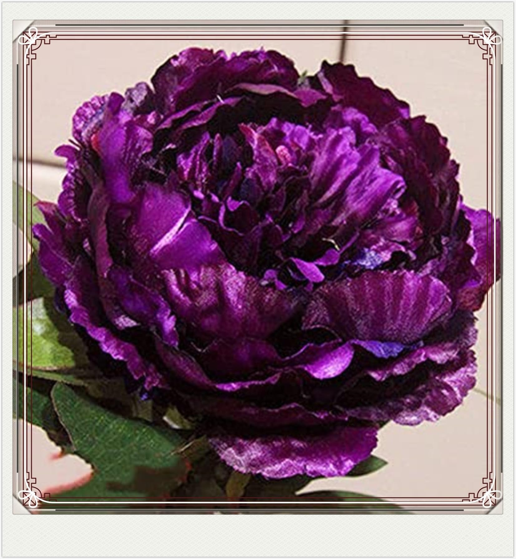 Peony Bulbs-Peony Bulbs for Planting Now UK,Wedding Flowers,Plant Bulbs,Hardy Perennial,Garden Flowers-5bulbs-b