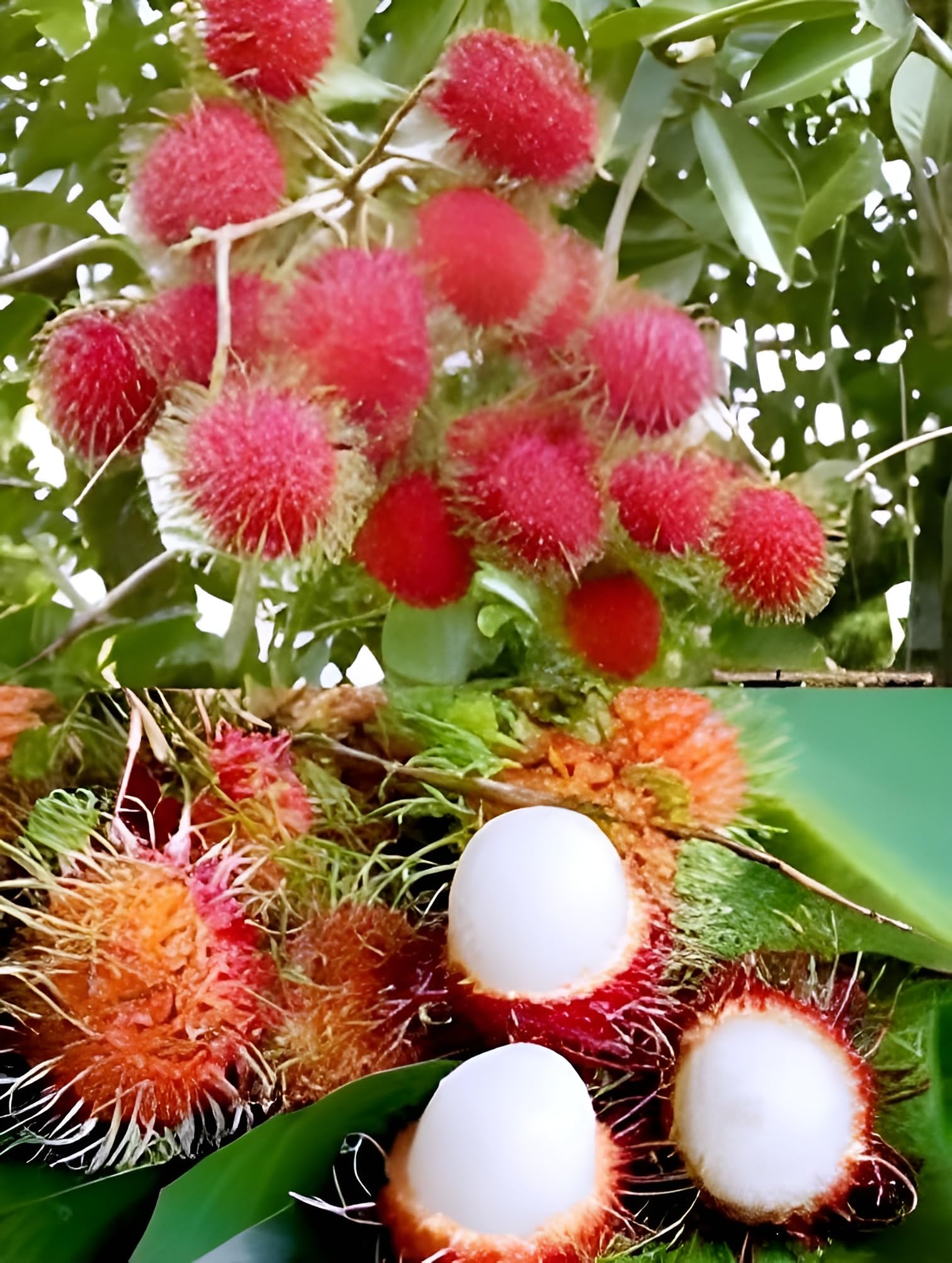 SEILOZBUNIA - RareTesty Red Rambutan Tropical Fruit 1Healthy Grafted Live Plant For Home Garden Tree-image-20