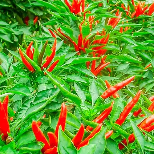 Miniatura 5 de 500 semillas de chile picante tailandés semillas de chile de pájaro tailandés, semillas de chile sin OMG, cultivadas sin OMG, Capsicum frutescens