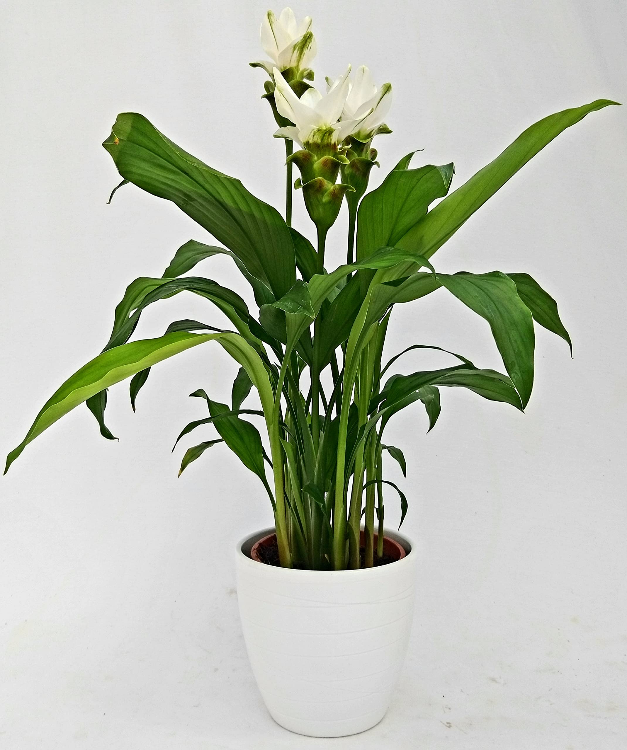 POWERS TO FLOWERS - CURCUMA BIANCA IN VASO CERAMICA BIANCO A RIGHE, vaso 19cm, pianta vera