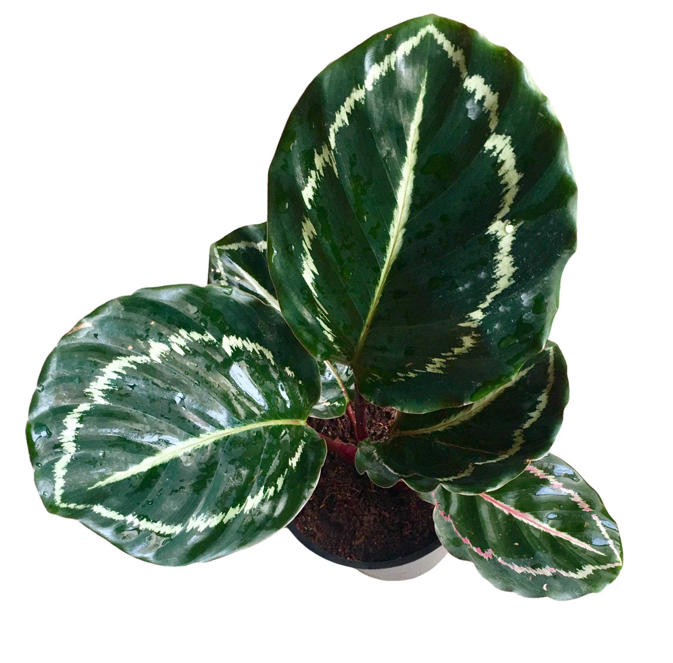 The Four Seasons Calathea Roseopicta Jungle Rose Variegated Rare Imported Variety Natural Live Plant in Pot (B07SZ9M49M) Amazon Price History, Amazon Price Tracker