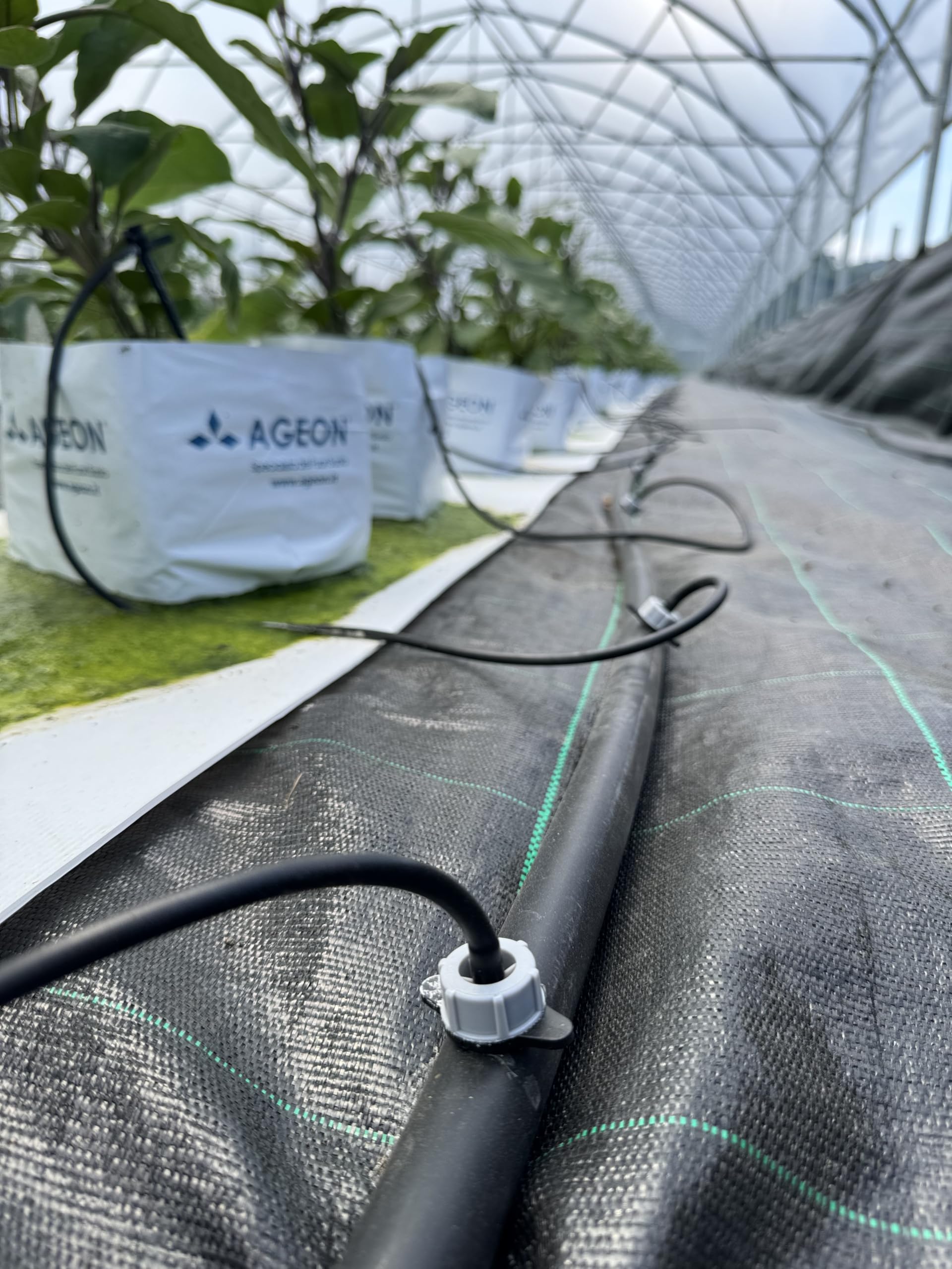 SAB Valvola a Compressione 25X25 per Tubo Portagomma, 10 Pezzi, Ideale per impianti di irrigazione a goccia in giardino, balcone e orto