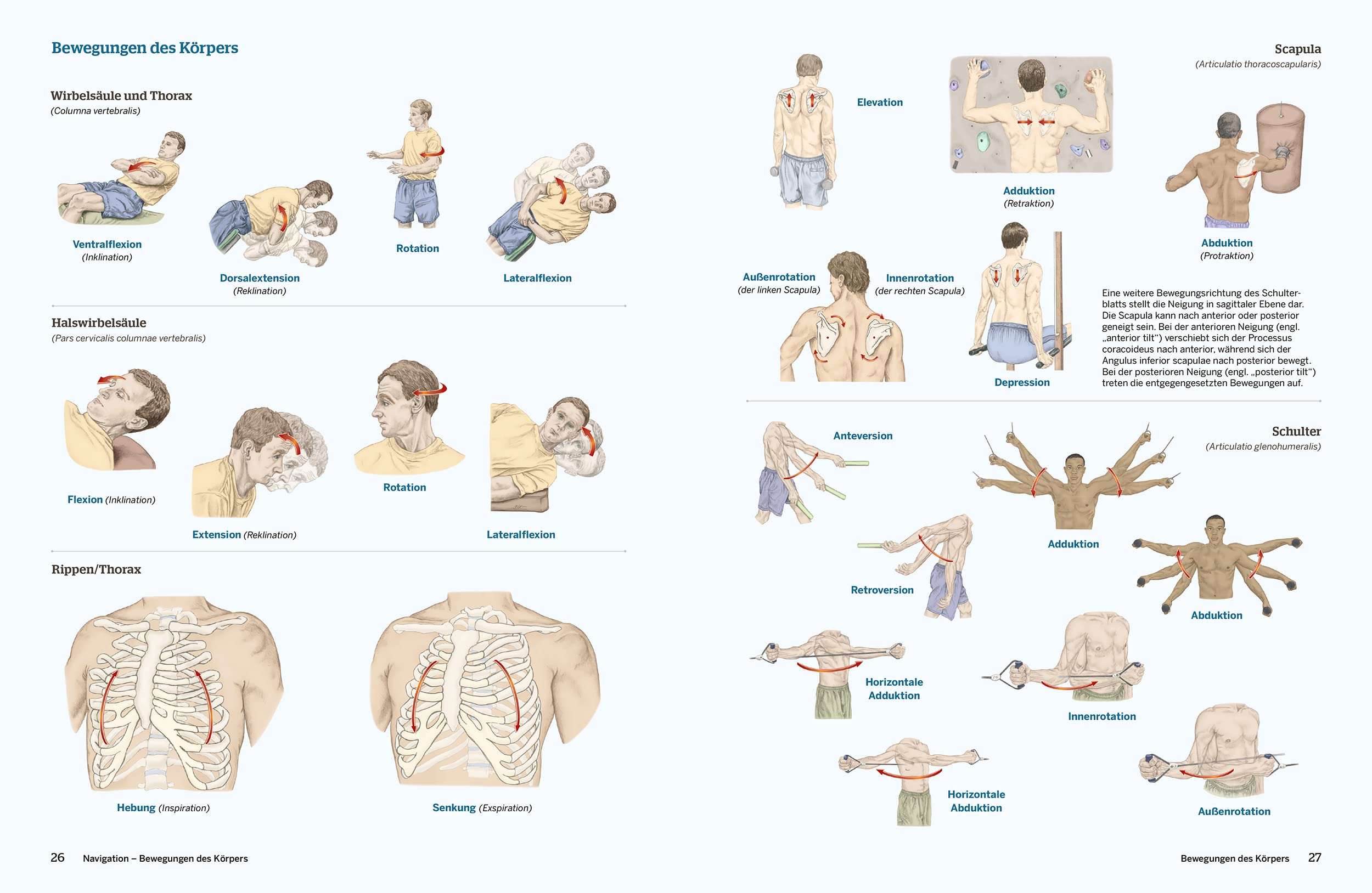 Trail Guide Anatomie: Anatomie praktisch begreifen (mit DVD)