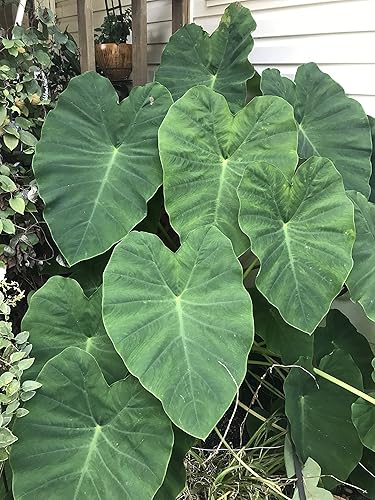 Miniatura 2 de 15 bulbos de taro de oreja de elefante verde (Colocasia Esculenta) por Greenhouse PCA