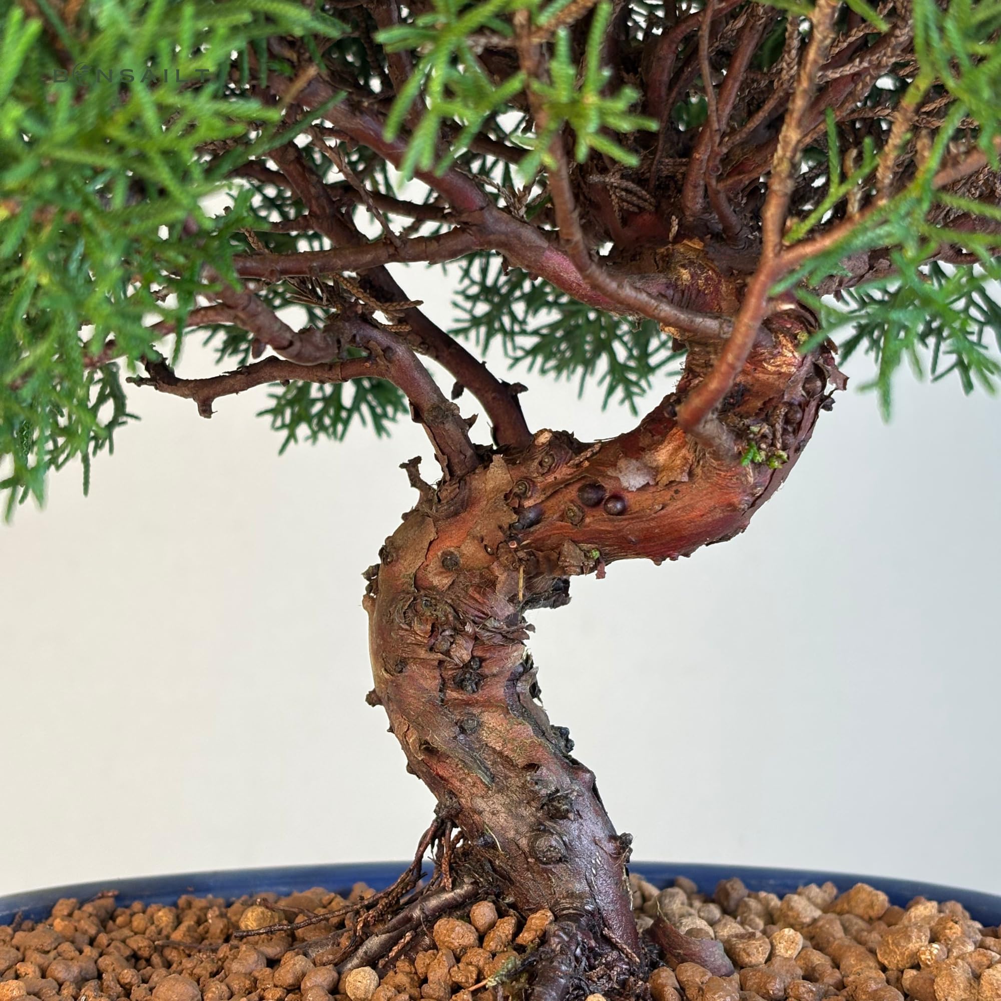 Bonsai Baum in einem Plastiktopf - Juniper Chinesis Kishu aus Japan - Chinesis Wacholder (21 cm Schale, 30-35cm Höhe)