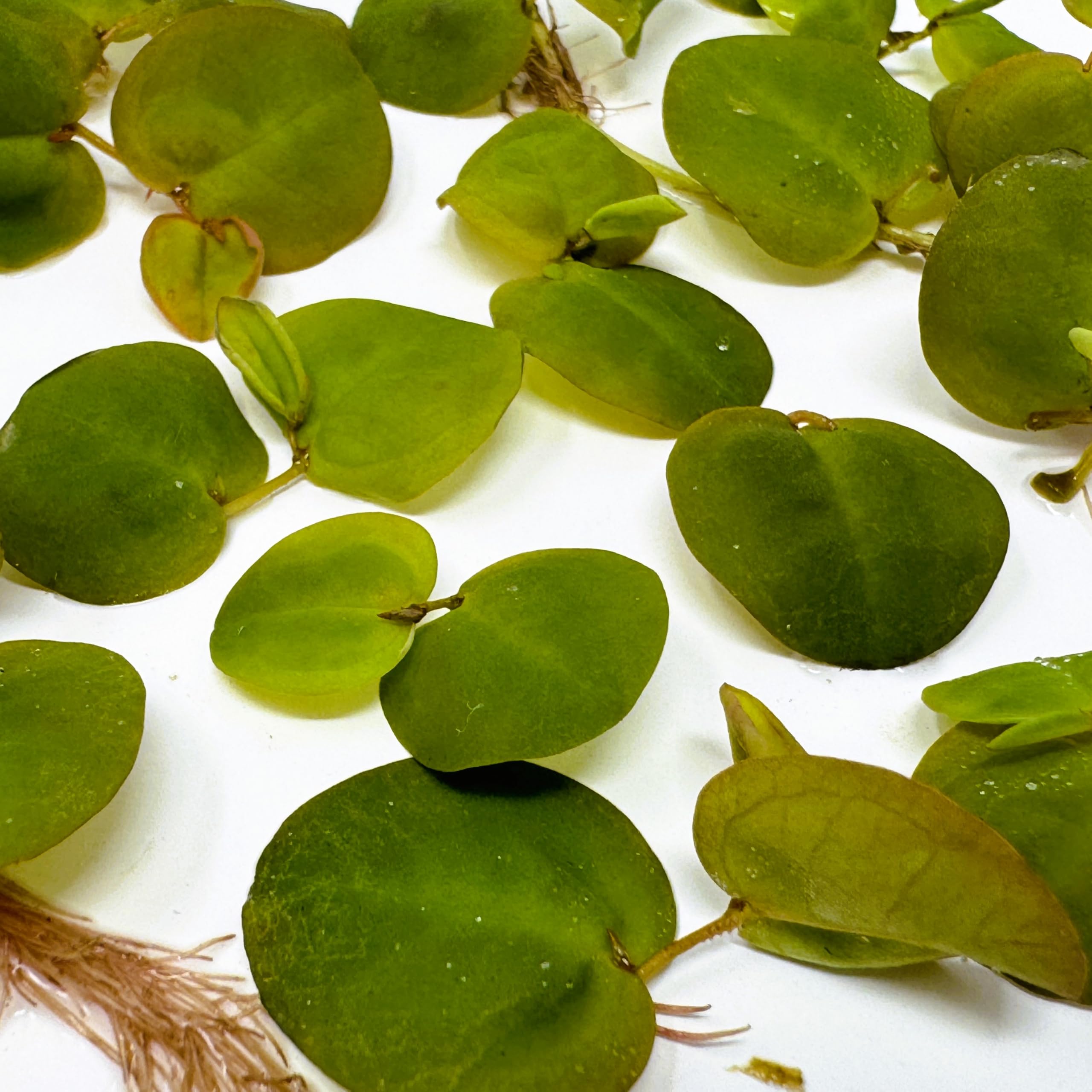 eine Portion Schwimmende Wolfsmilch/Phyllanthus fluitans, Klärpflanze Sauerstoffpflanze für Kaltwasser und Warmwasser Aquarium
