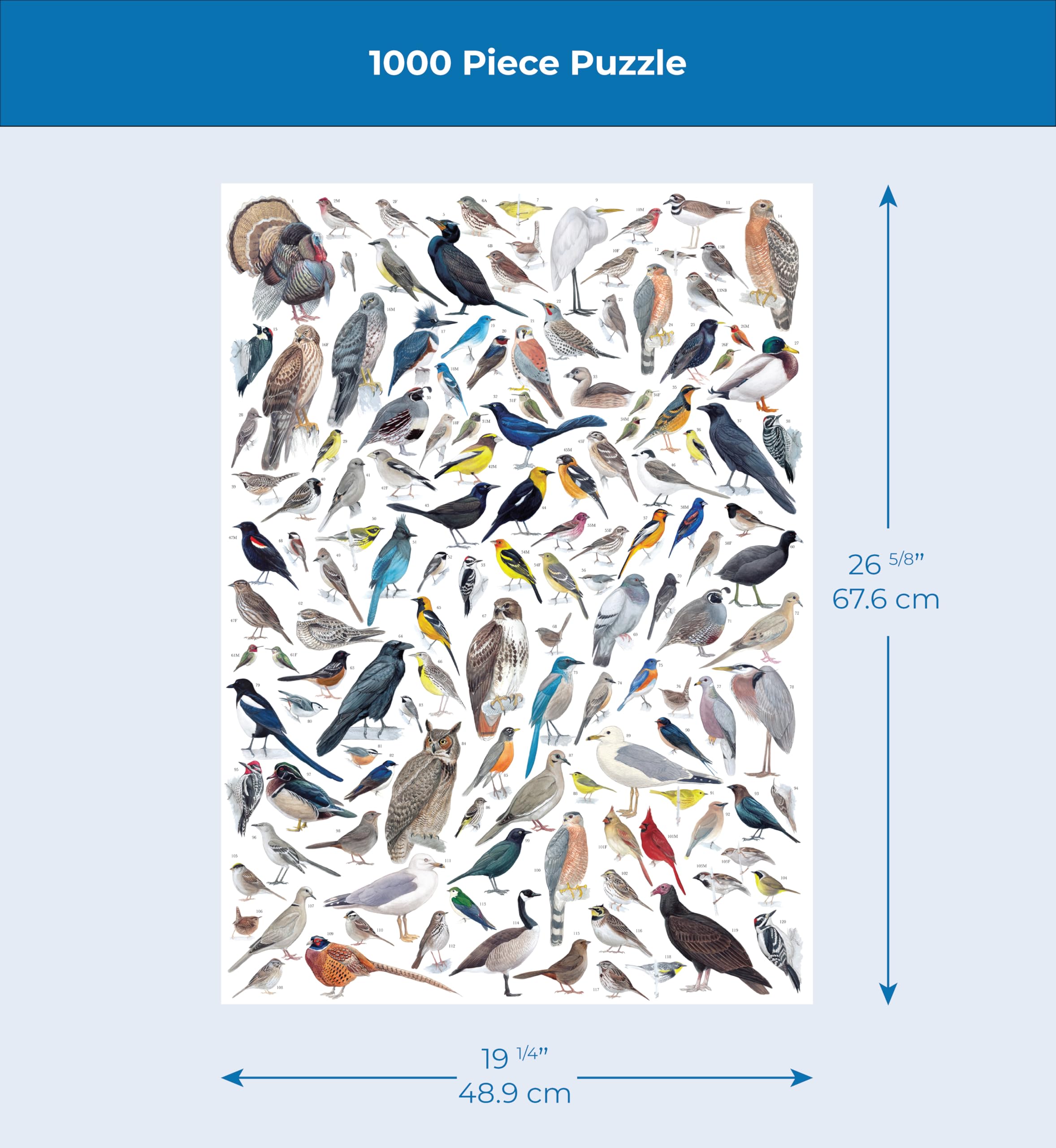 New York Puzzle Company - Cornell Lab Birds of Western North America - 1000 Piece Jigsaw Puzzle