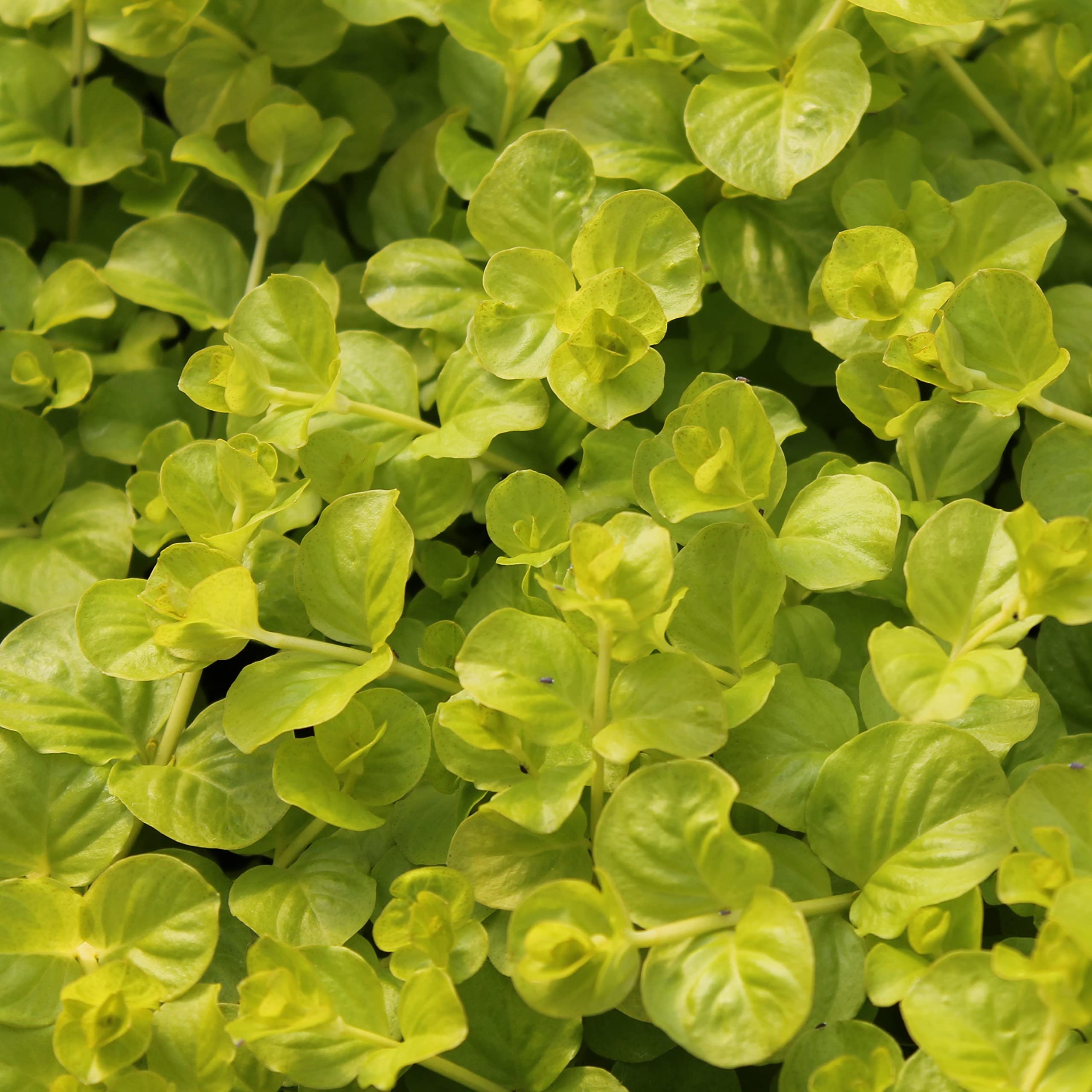6x Lysimachia nummularia 'Aurea' - Lysimachia nummularia ‘Aurea’ - Godet 9x9cm