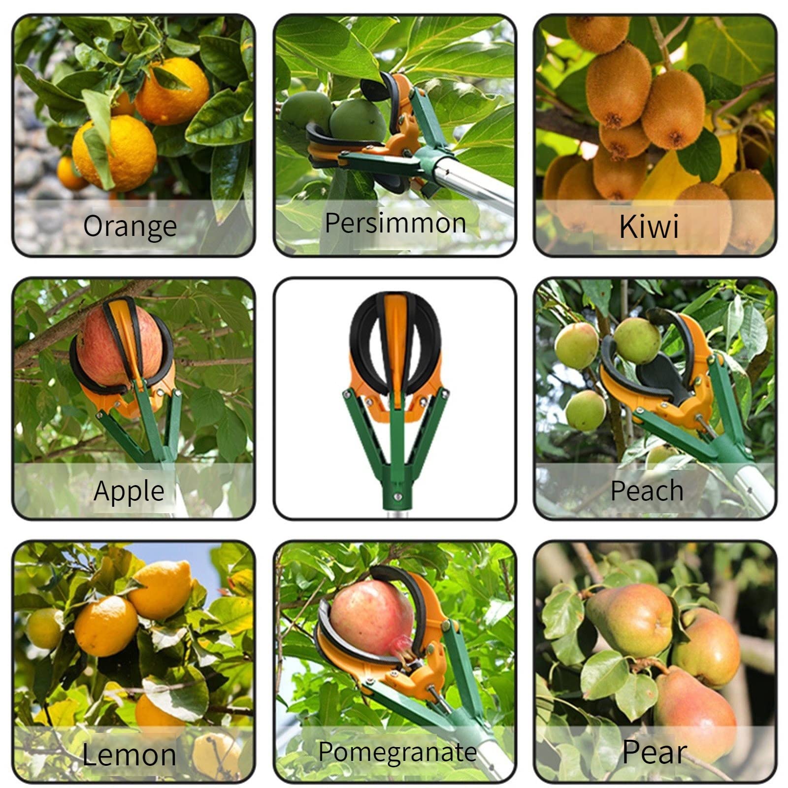 Raccoglitore per frutta con asta retrattile e artigli per una facile raccolta, ideale per mele, pere e frutti ad alta quota, lunghezza 1,5 m / 5ft per una raccolta delicata